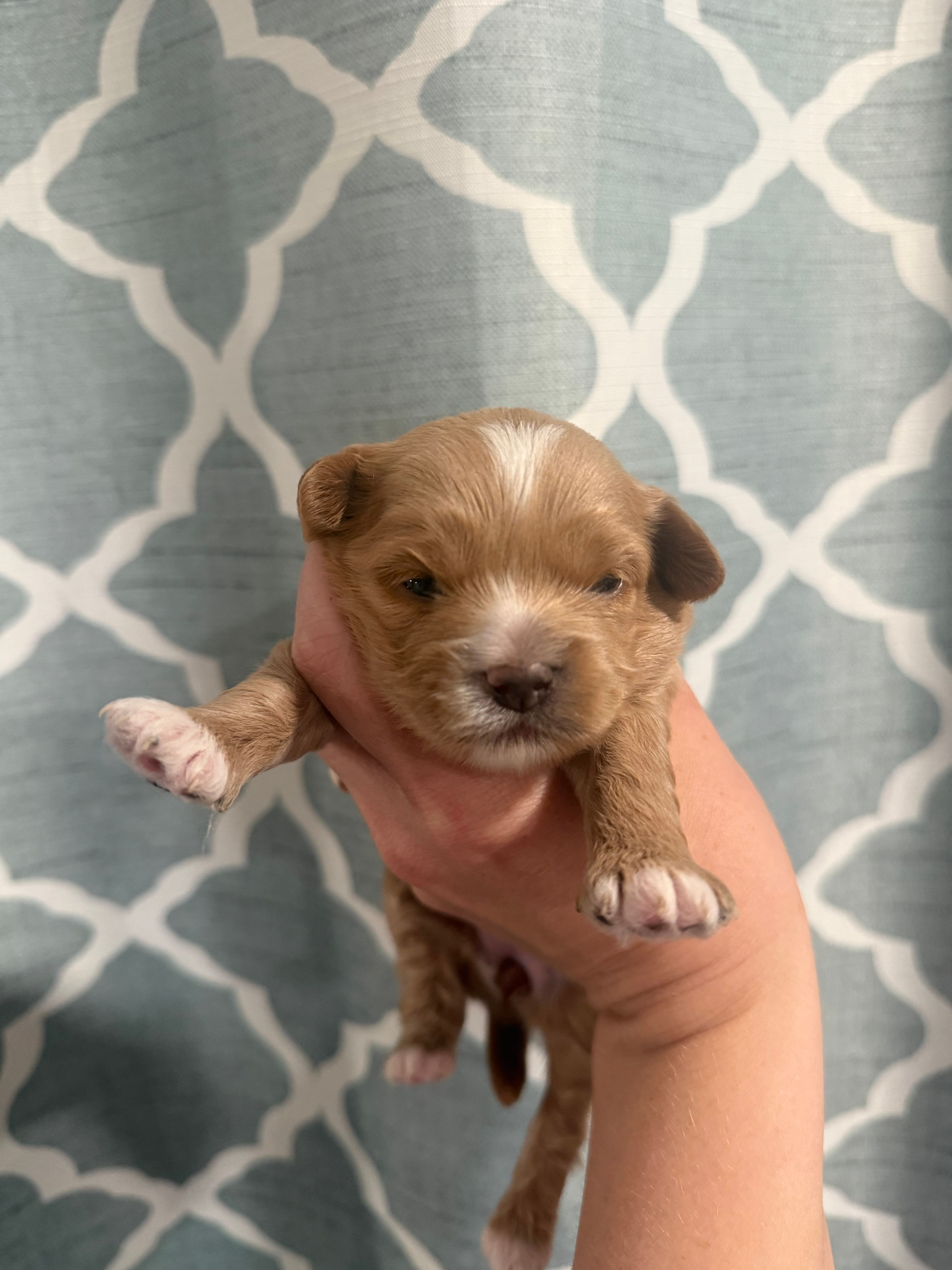 beauty – Cavapoo puppy for sale in Saltillo, MS
