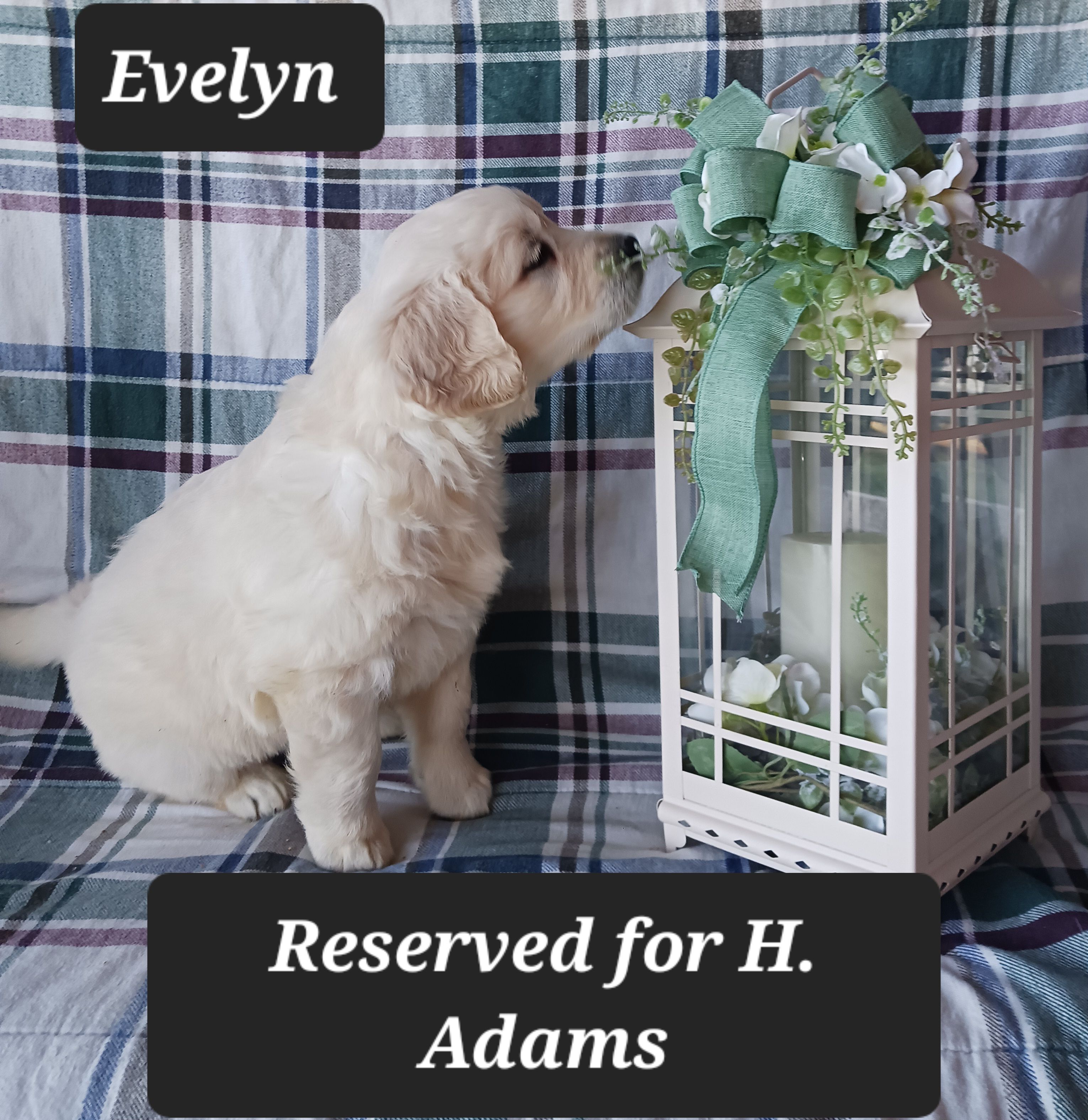 Evelyn  – Golden Retriever puppy for sale in Oakland, MD