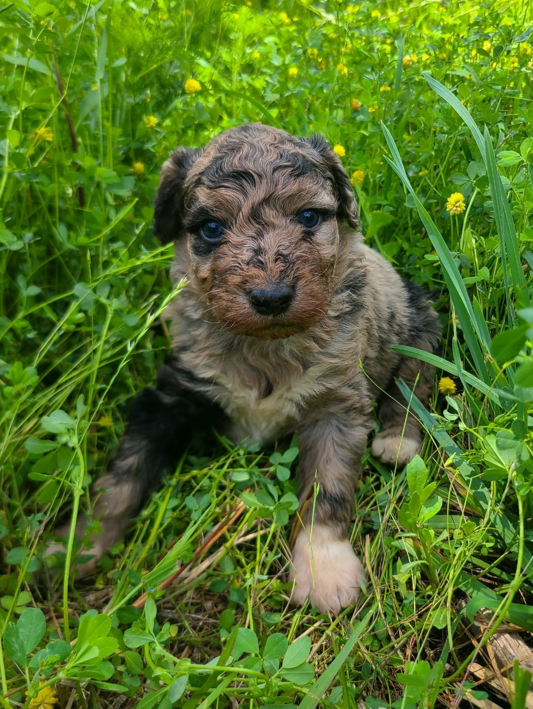 Lloyd - Miniature Aussiedoodle – Miniature Aussiedoodle puppy for sale in Bremen, GA