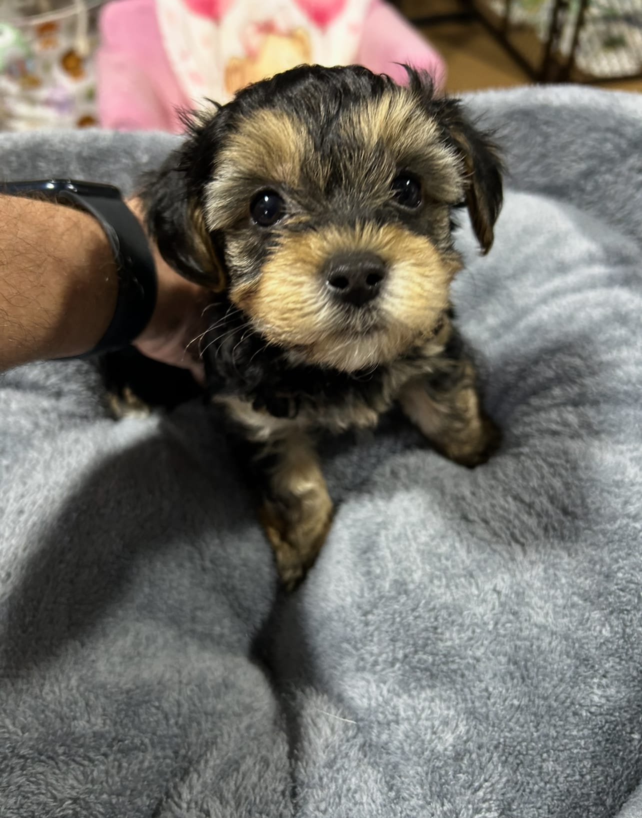 Poppy – Yorkipoo puppy for sale in Washington Court House, OH