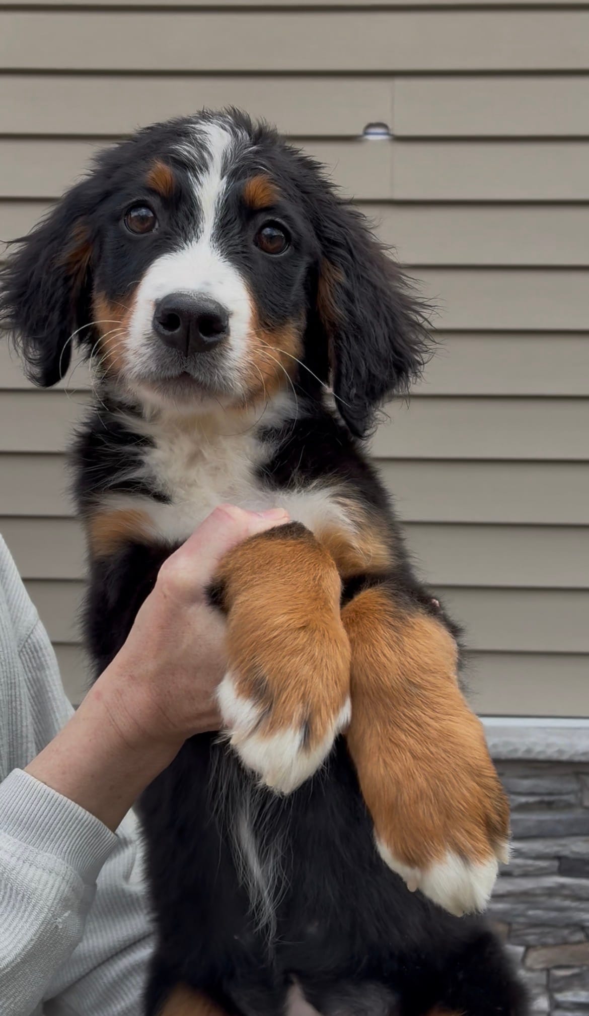 Purple – Bernese Mountain Dog puppy for sale in Delphos, OH