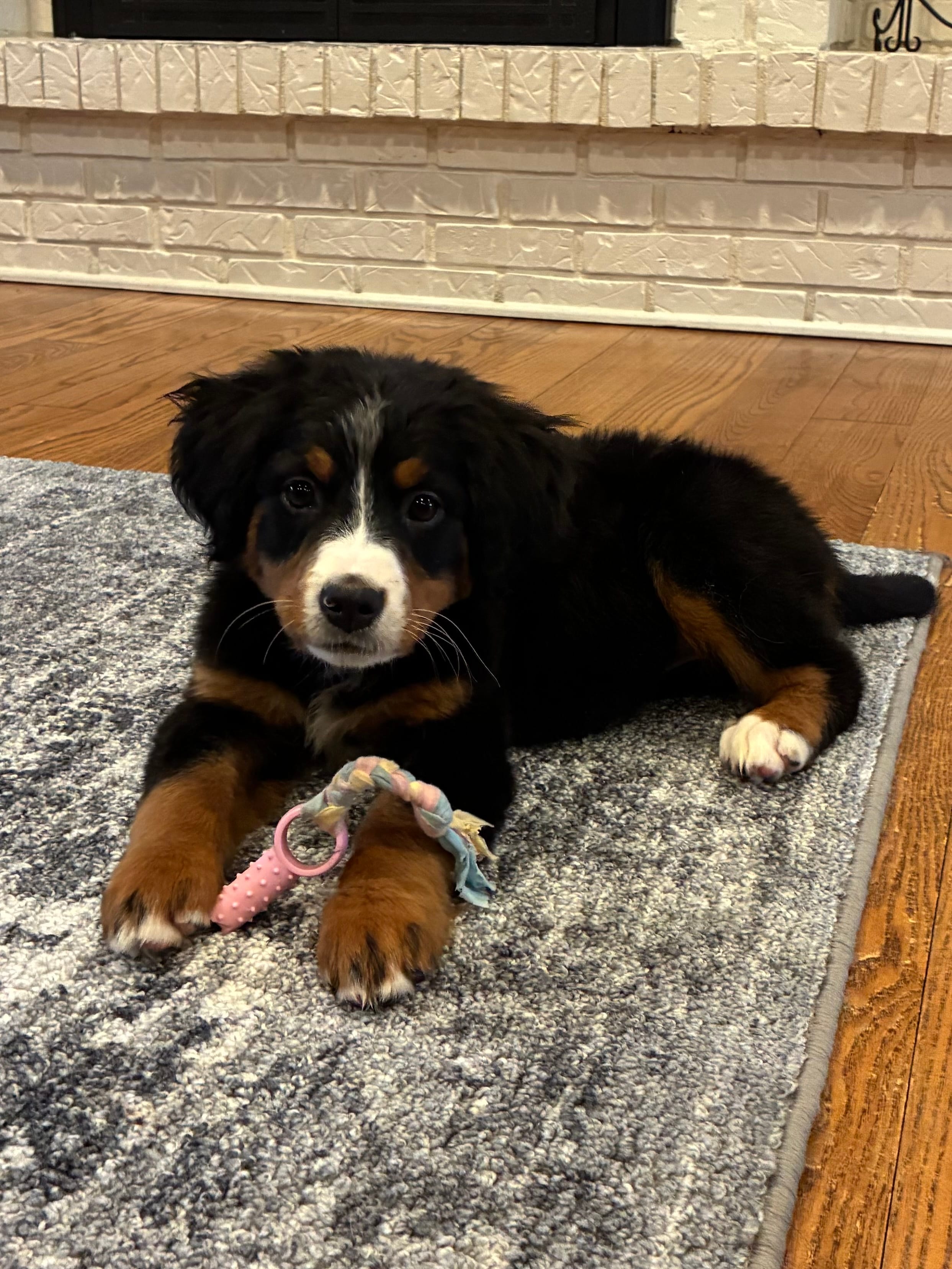 Teal – Bernese Mountain Dog puppy for sale in Delphos, OH