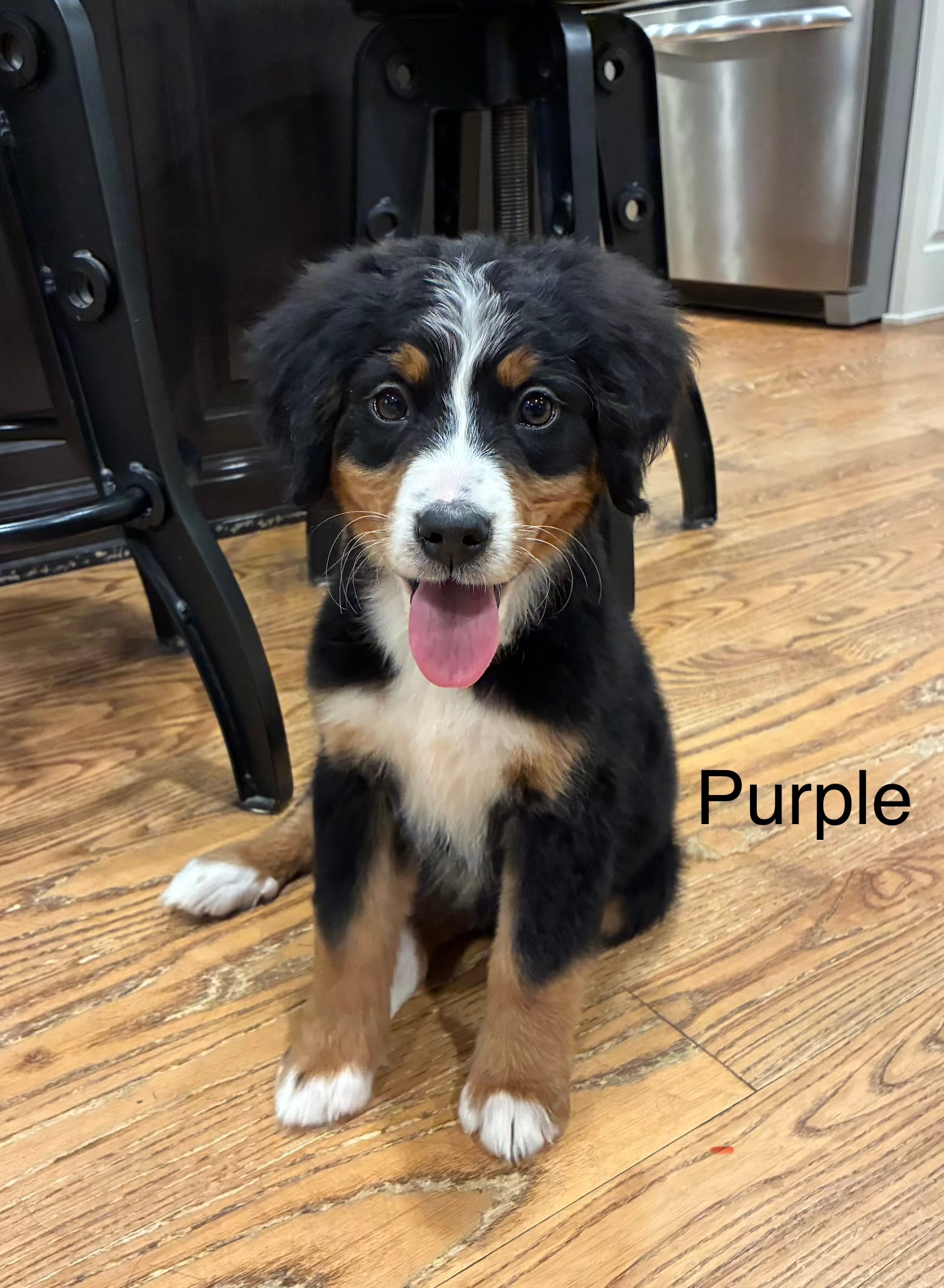 Purple – Bernese Mountain Dog puppy for sale in Delphos, OH