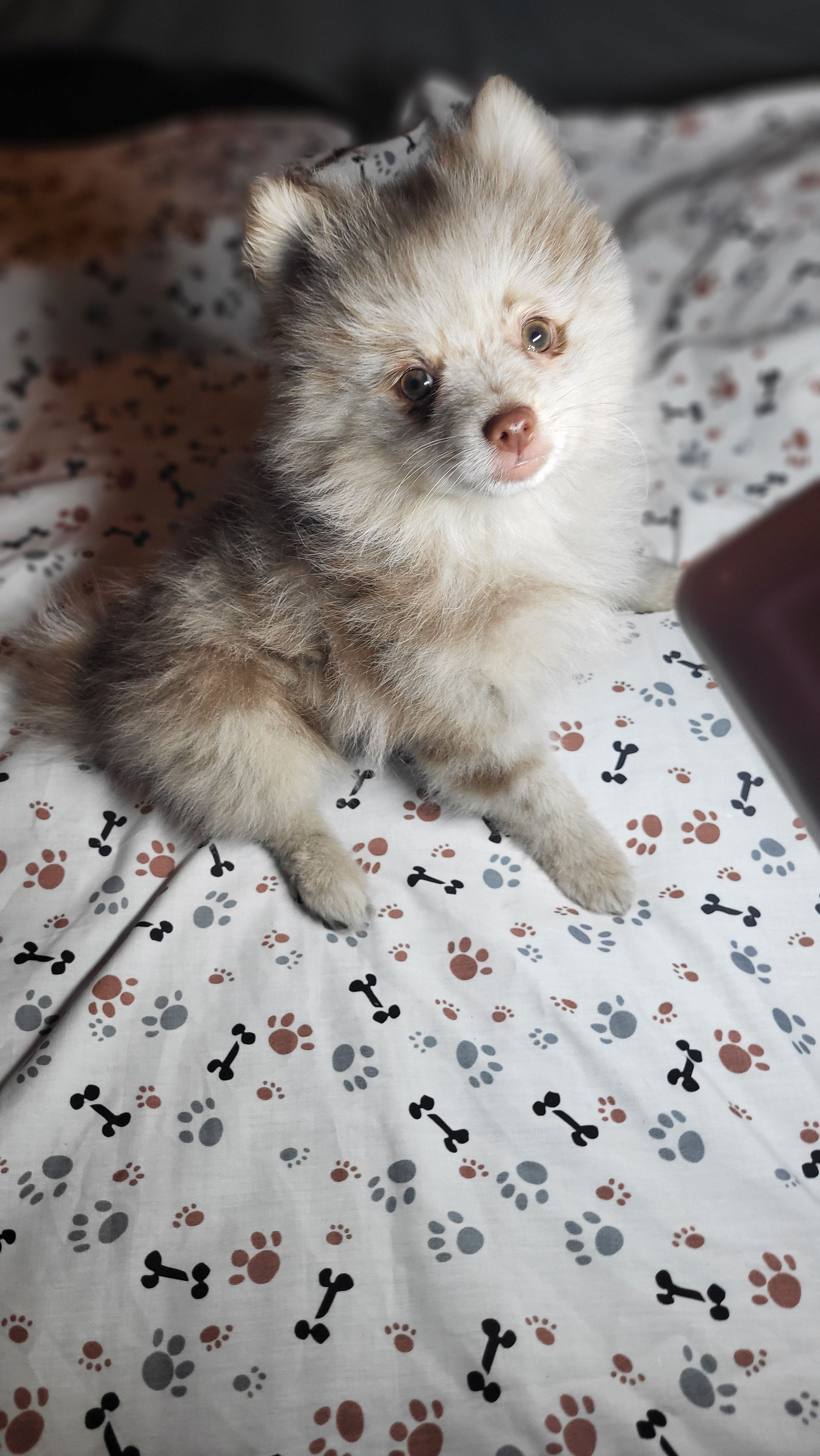 Sam – Pomeranian puppy for sale in Asheboro, NC