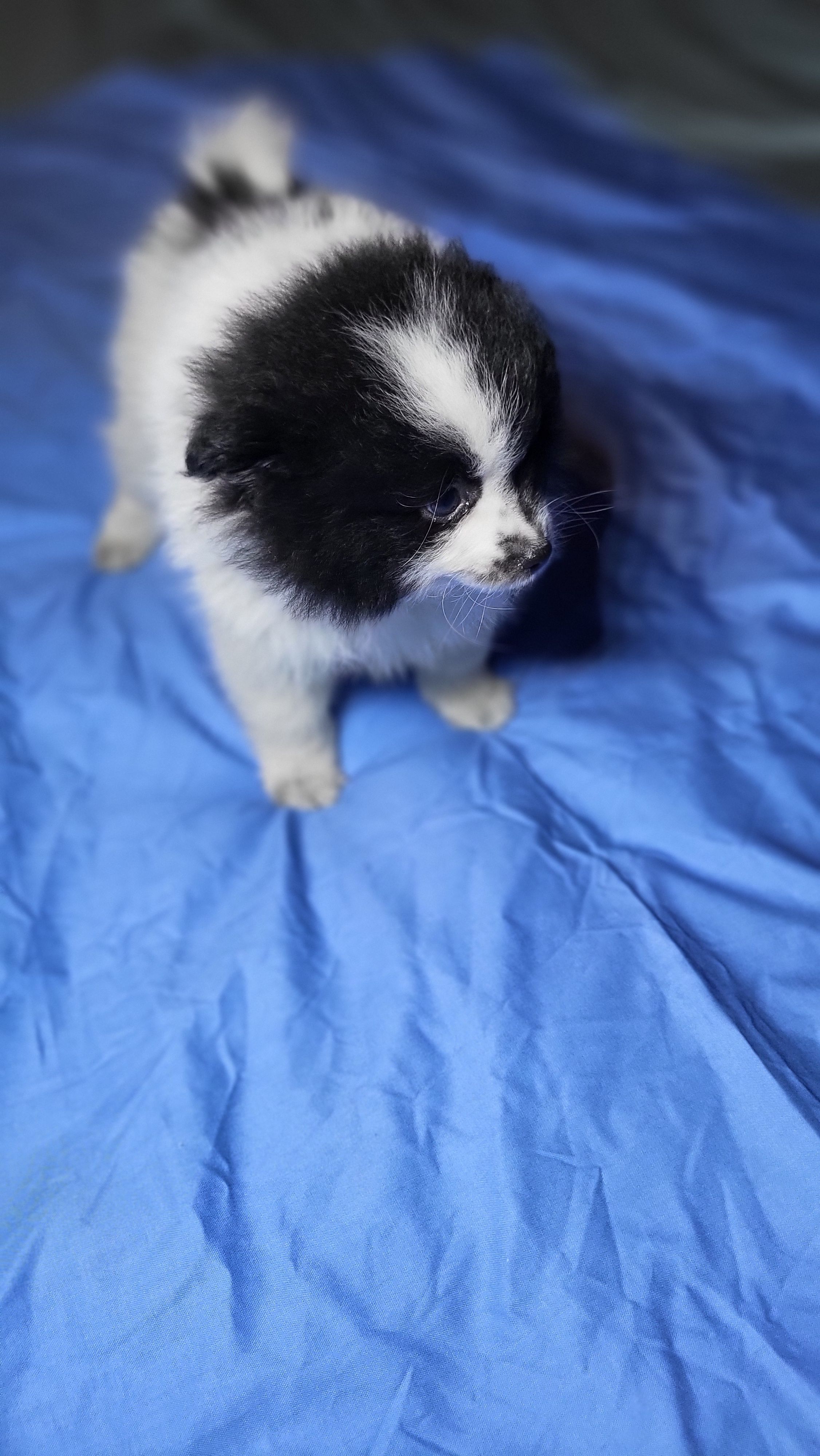 Gizmo – Pomeranian puppy for sale in Asheboro, NC