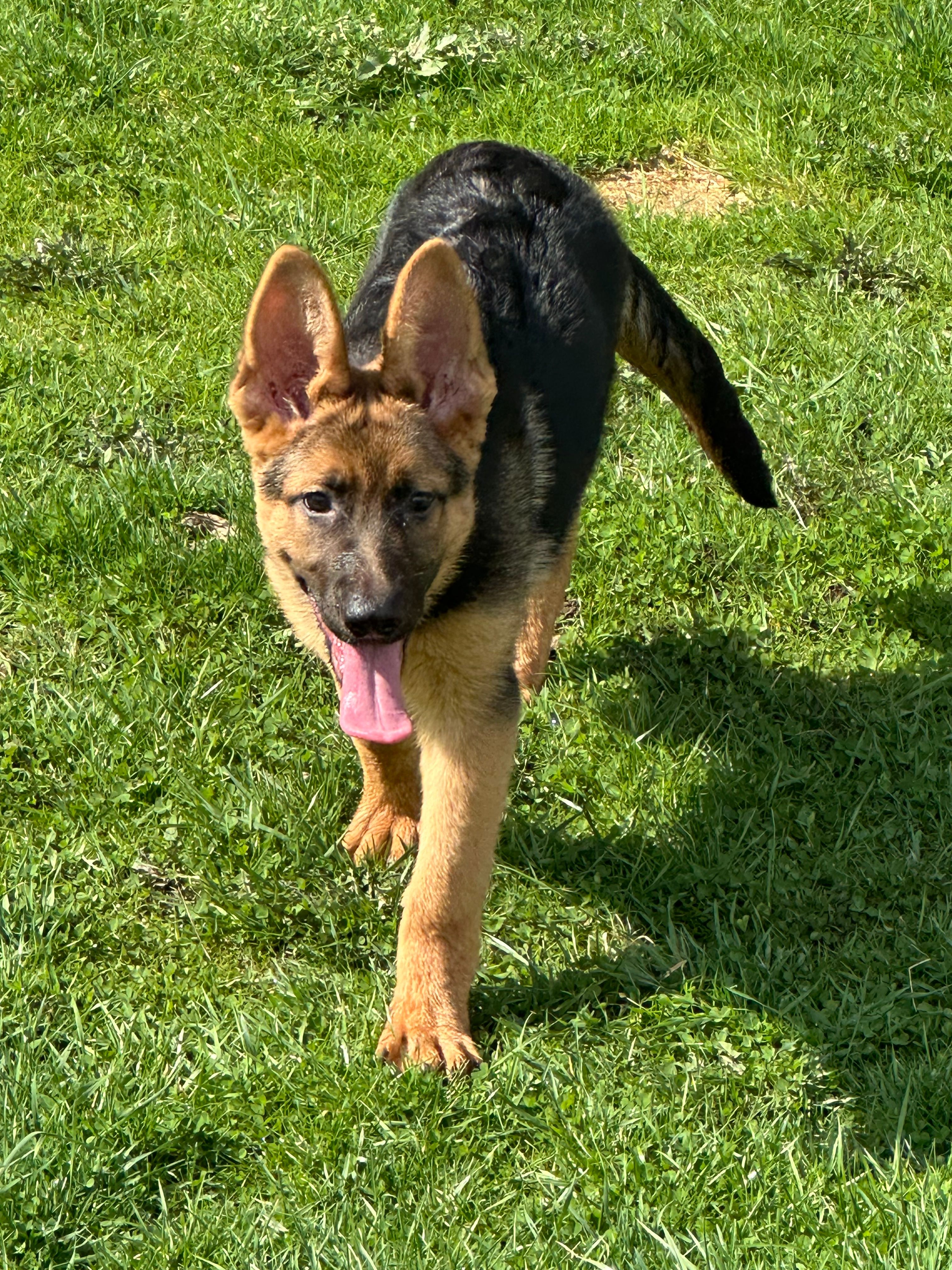 Libby  – German Shepherd Dog puppy for sale in Ellenville, NY