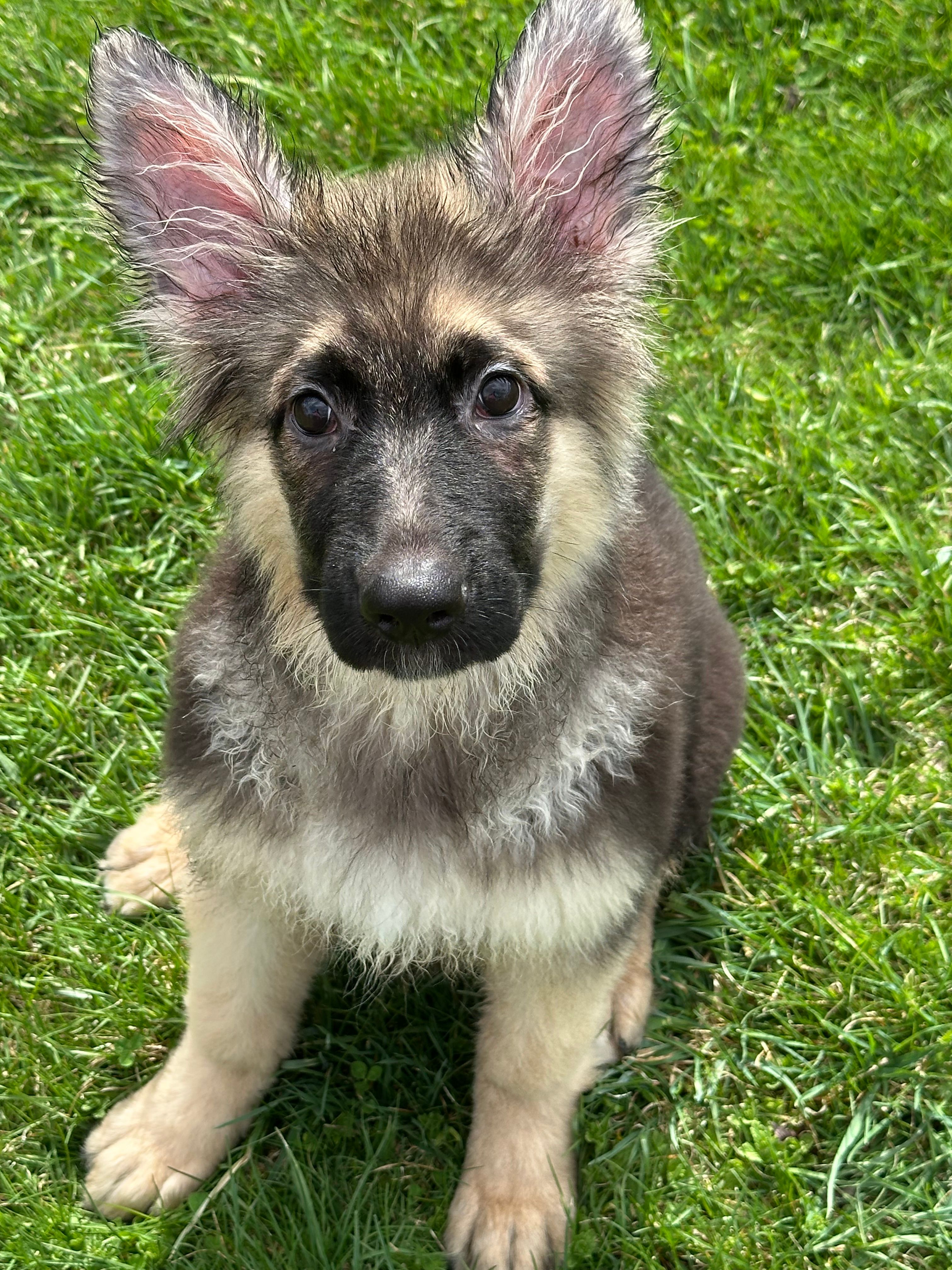 ZOIE GIRL IN NY  – German Shepherd Dog puppy for sale in Ellenville, NY