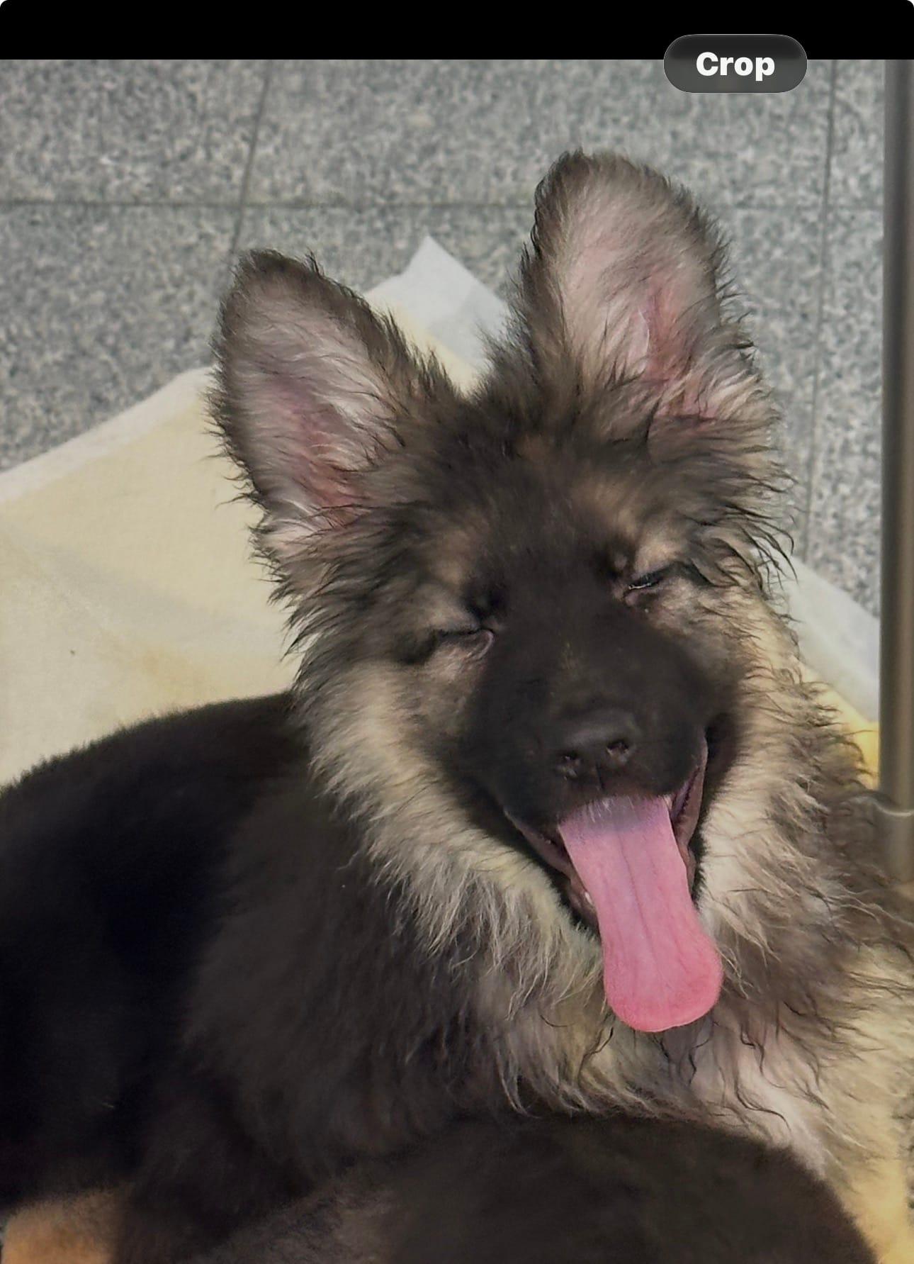 ZOIE GIRL IN NY  – German Shepherd Dog puppy for sale in Ellenville, NY