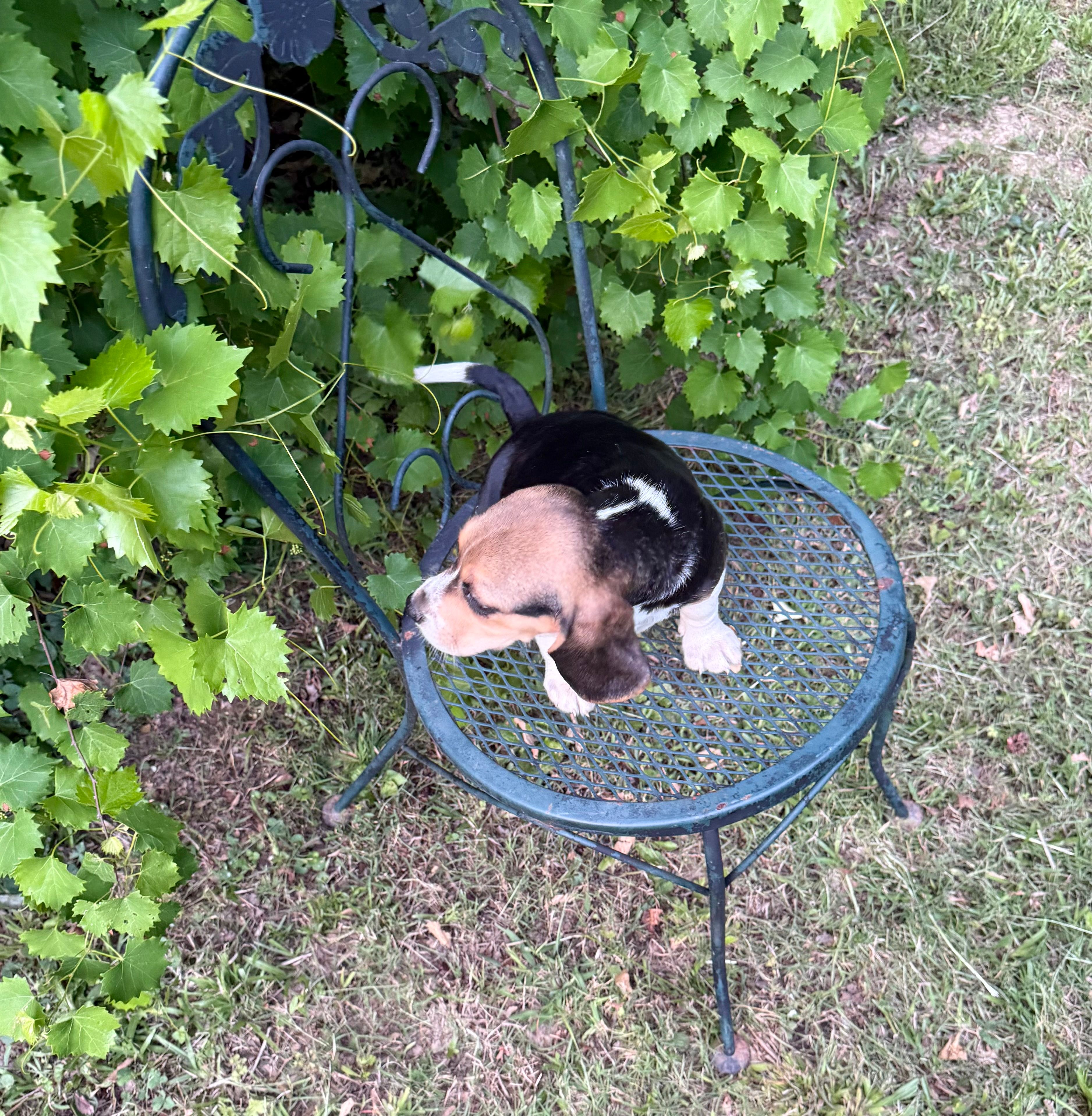 Sadie  – Beagle puppy for sale in Dalton, GA