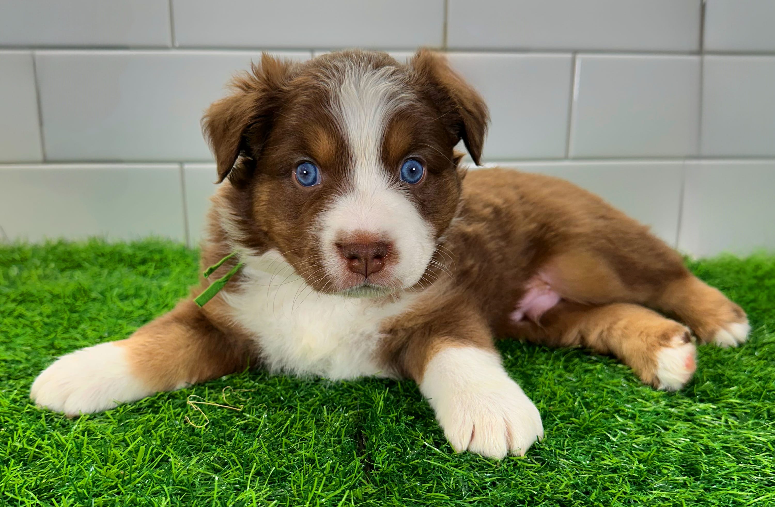Hulky – Australian Shepherd puppy for sale in Newberry, FL