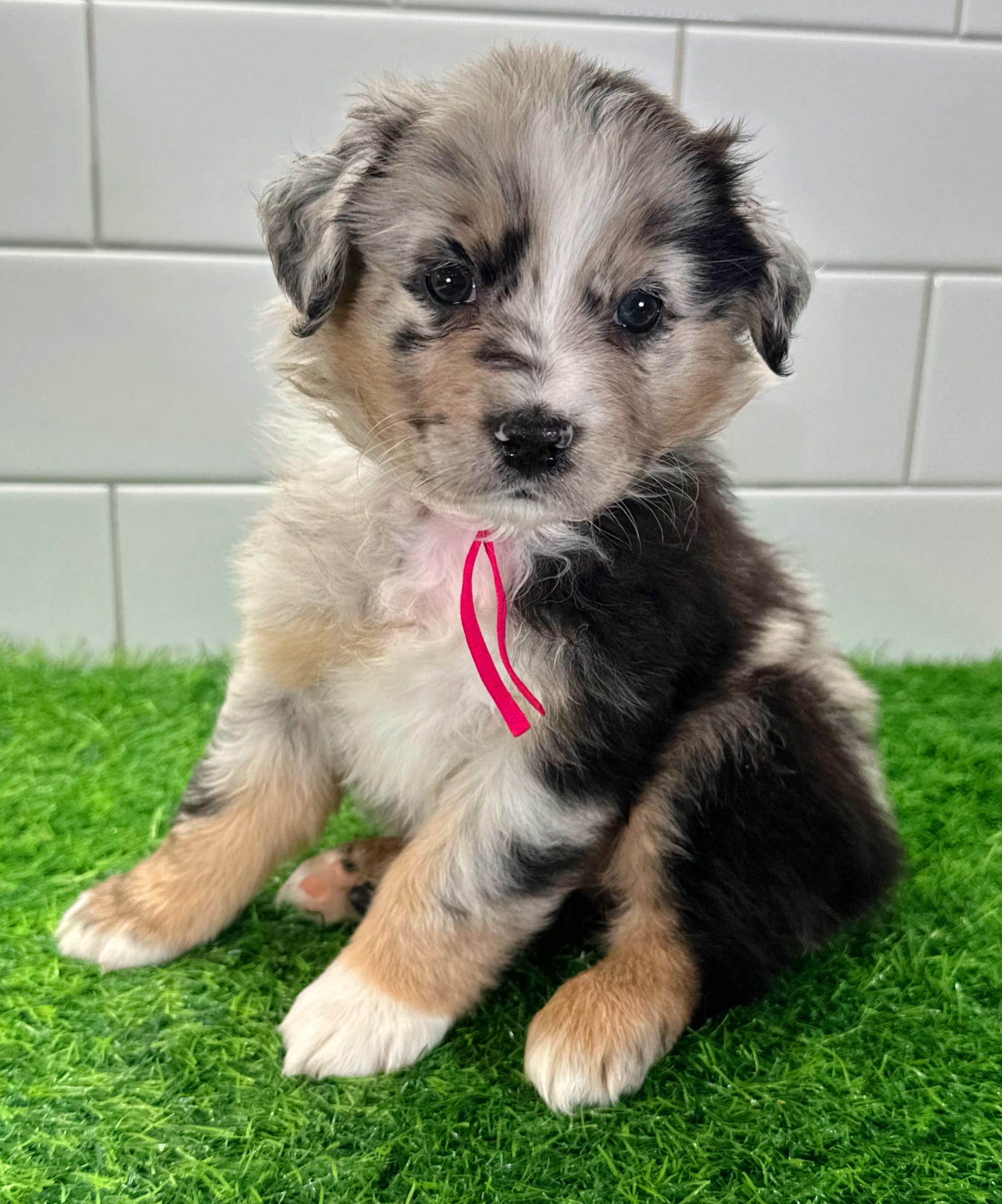 Pinky – Australian Shepherd puppy for sale in Newberry, FL