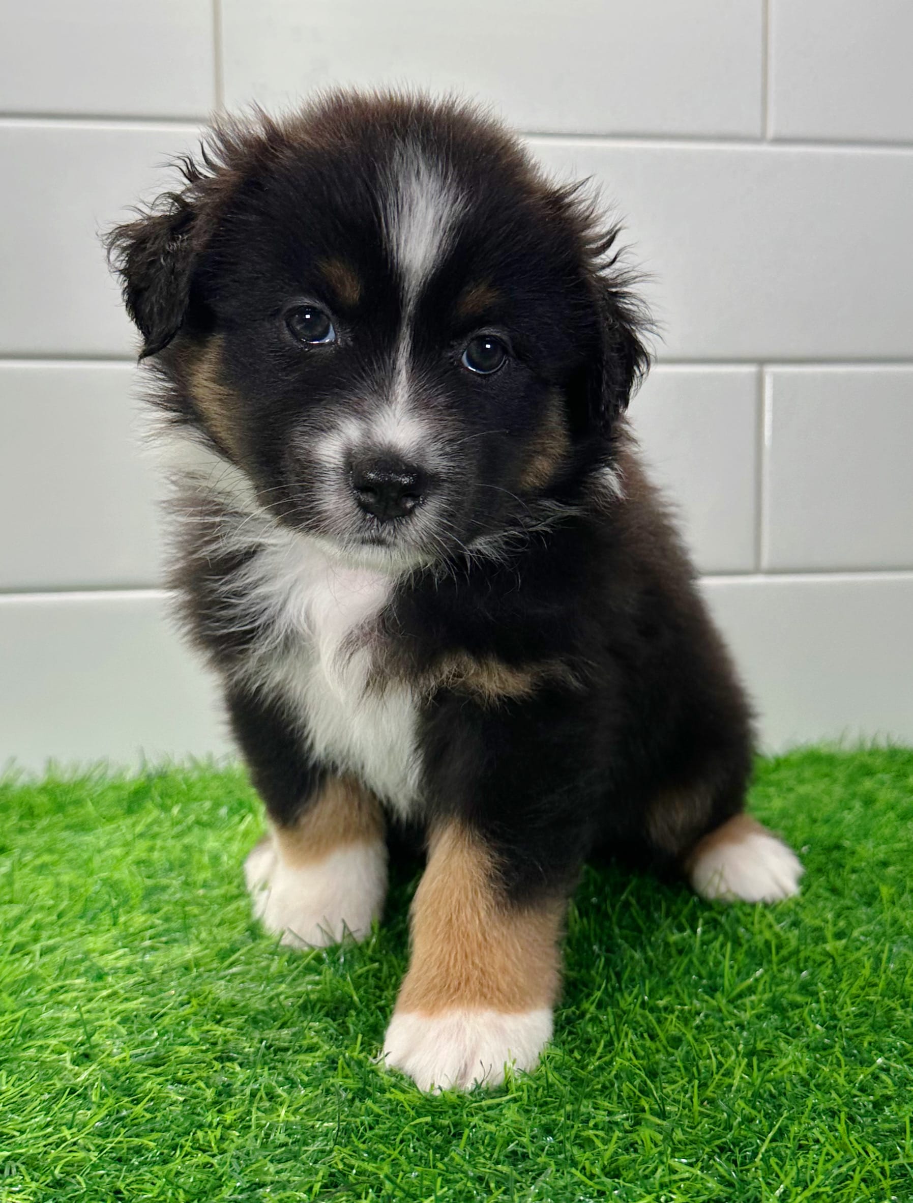 Daisy – Australian Shepherd puppy for sale in Newberry, FL