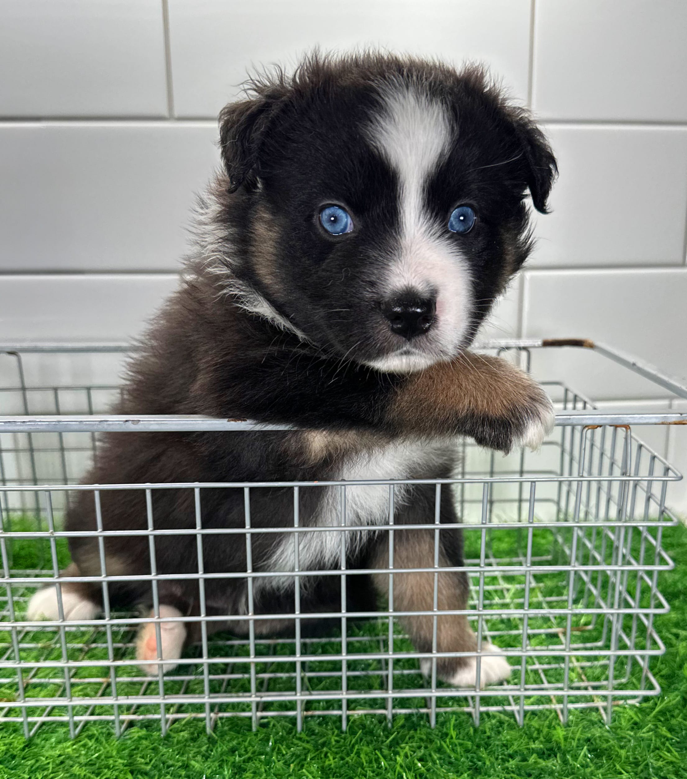 Red – Australian Shepherd puppy for sale in Newberry, FL