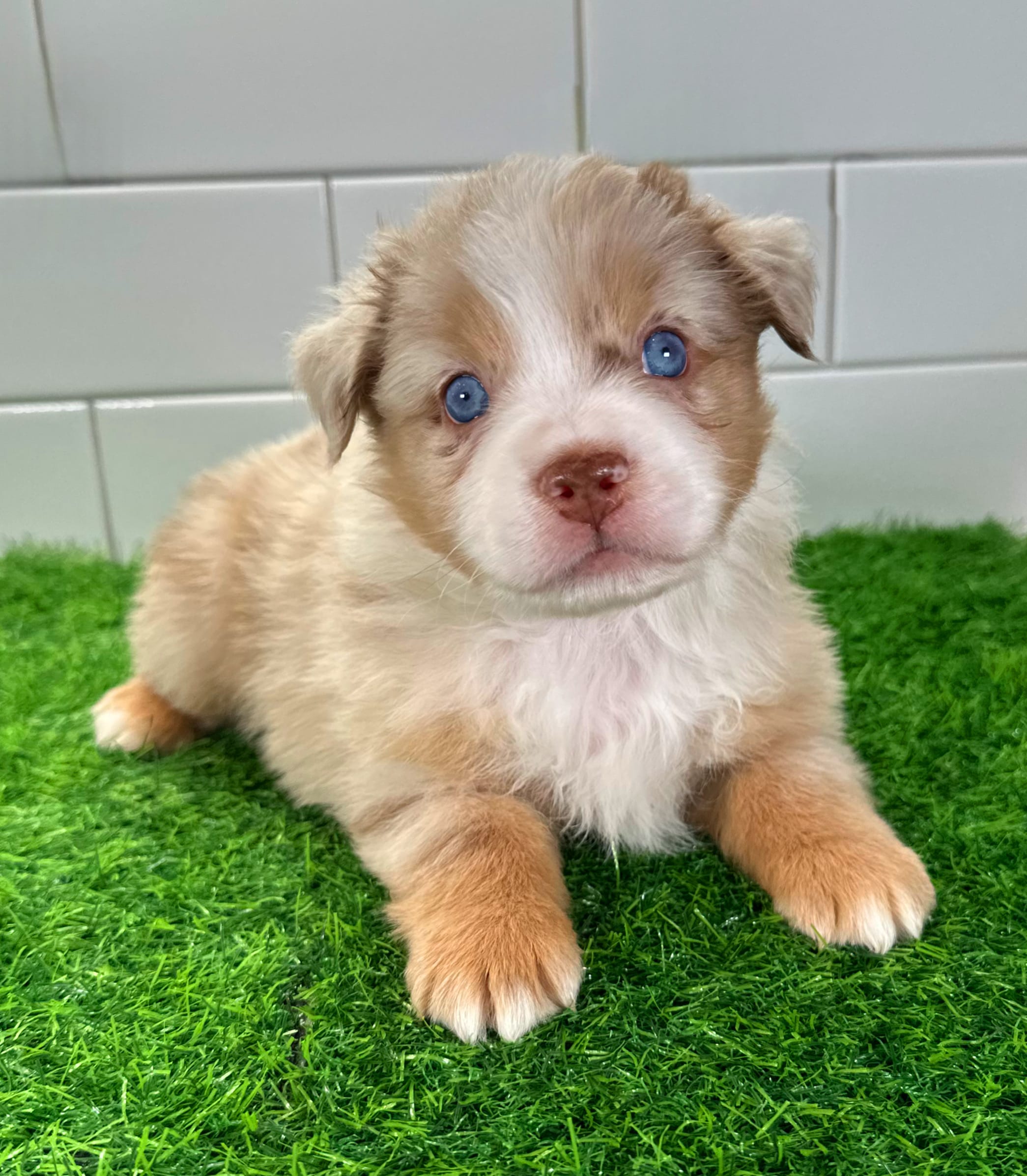 Captain America – Australian Shepherd puppy for sale in Newberry, FL