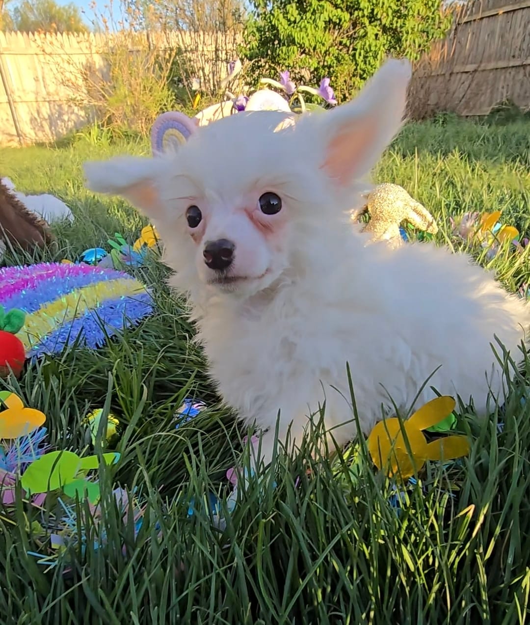 Gianni Long Star Angel  – Chinese Crested puppy for sale in Amarillo, TX