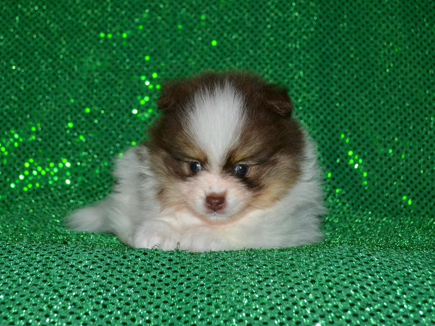 AKC Remy – Pomeranian puppy for sale in Lamar, MO