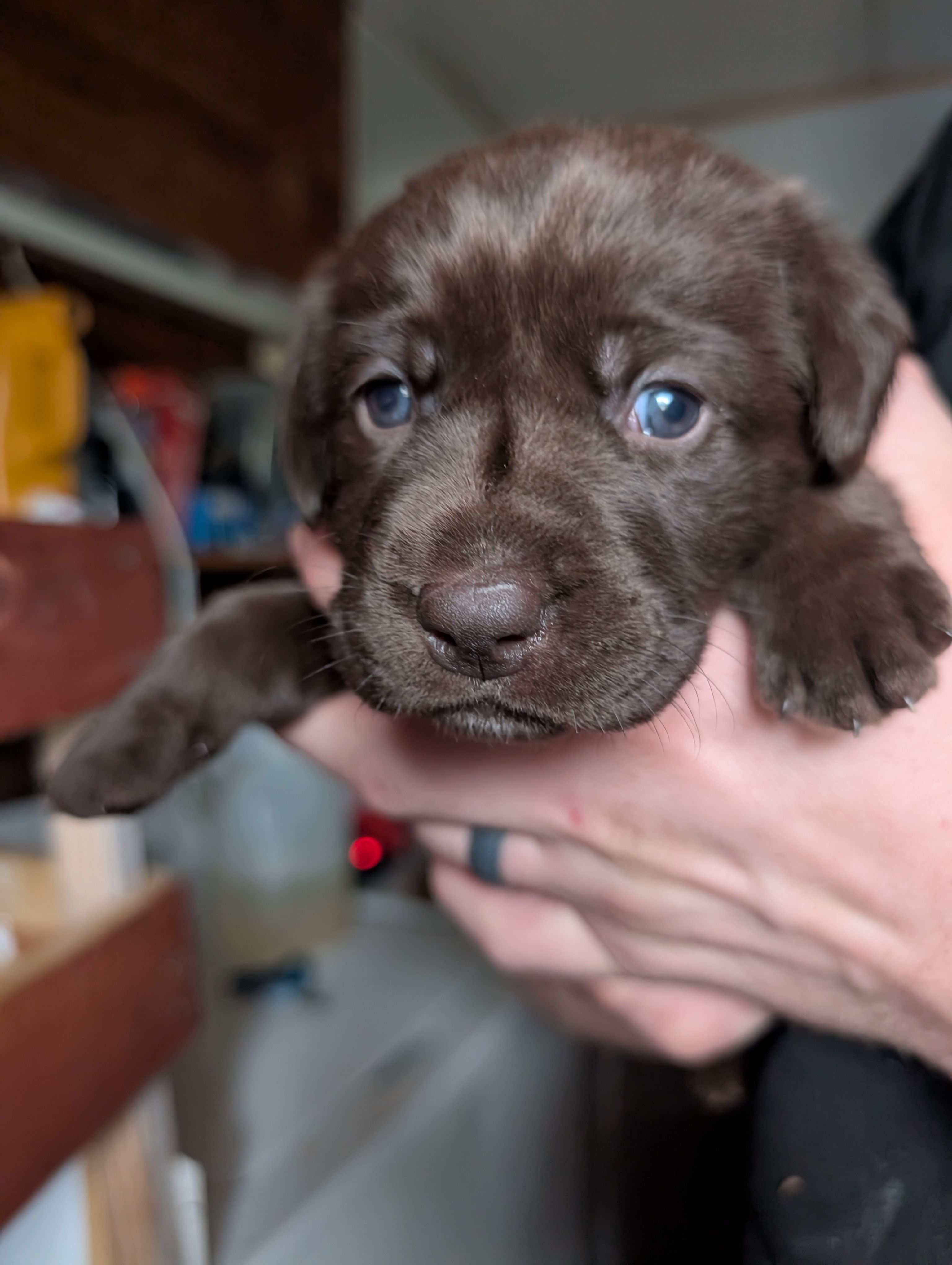 Pink – Labrador Retriever puppy for sale in Clarklake, MI
