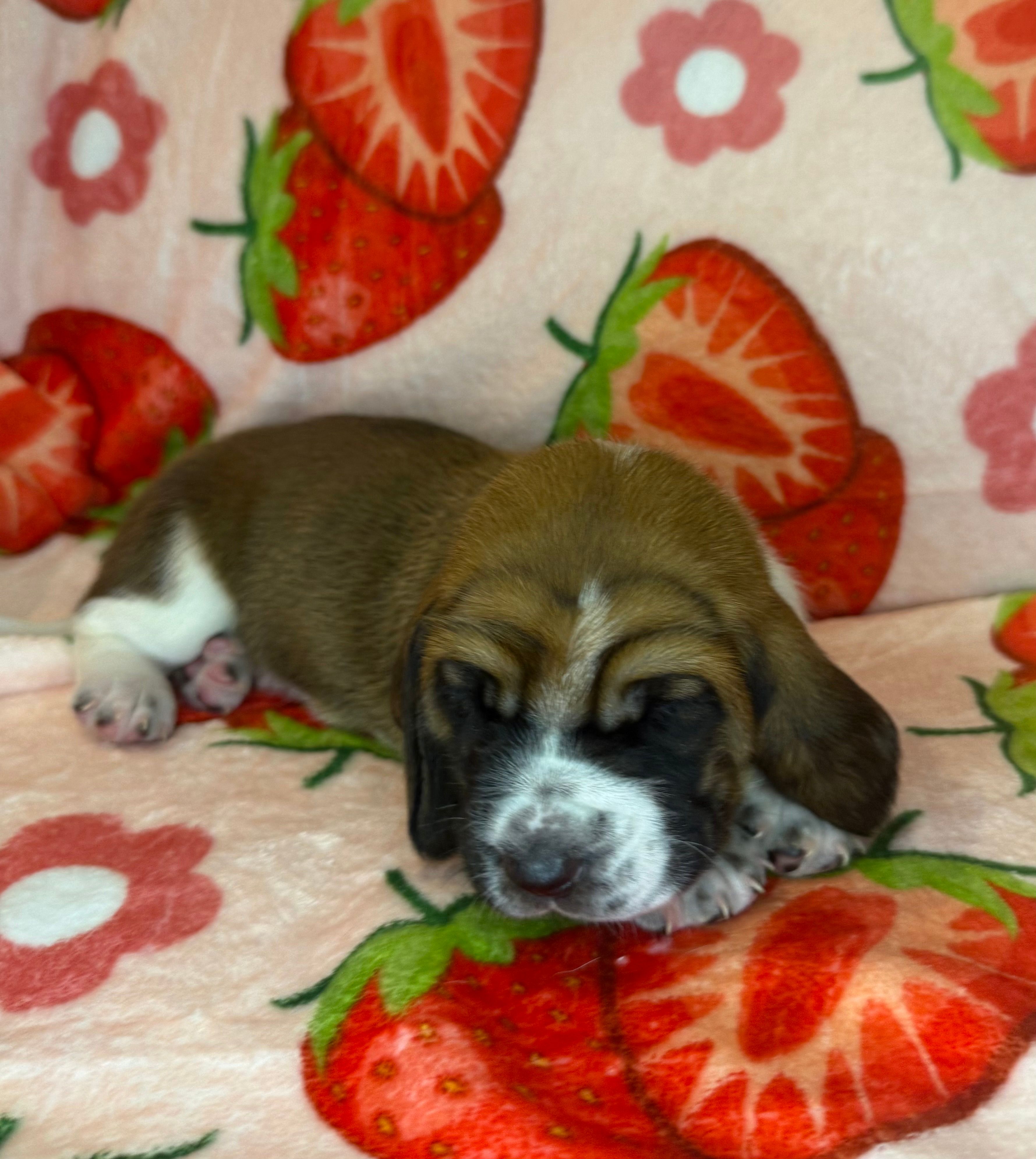 Green girl – Basset Hound puppy for sale in McAlester, OK