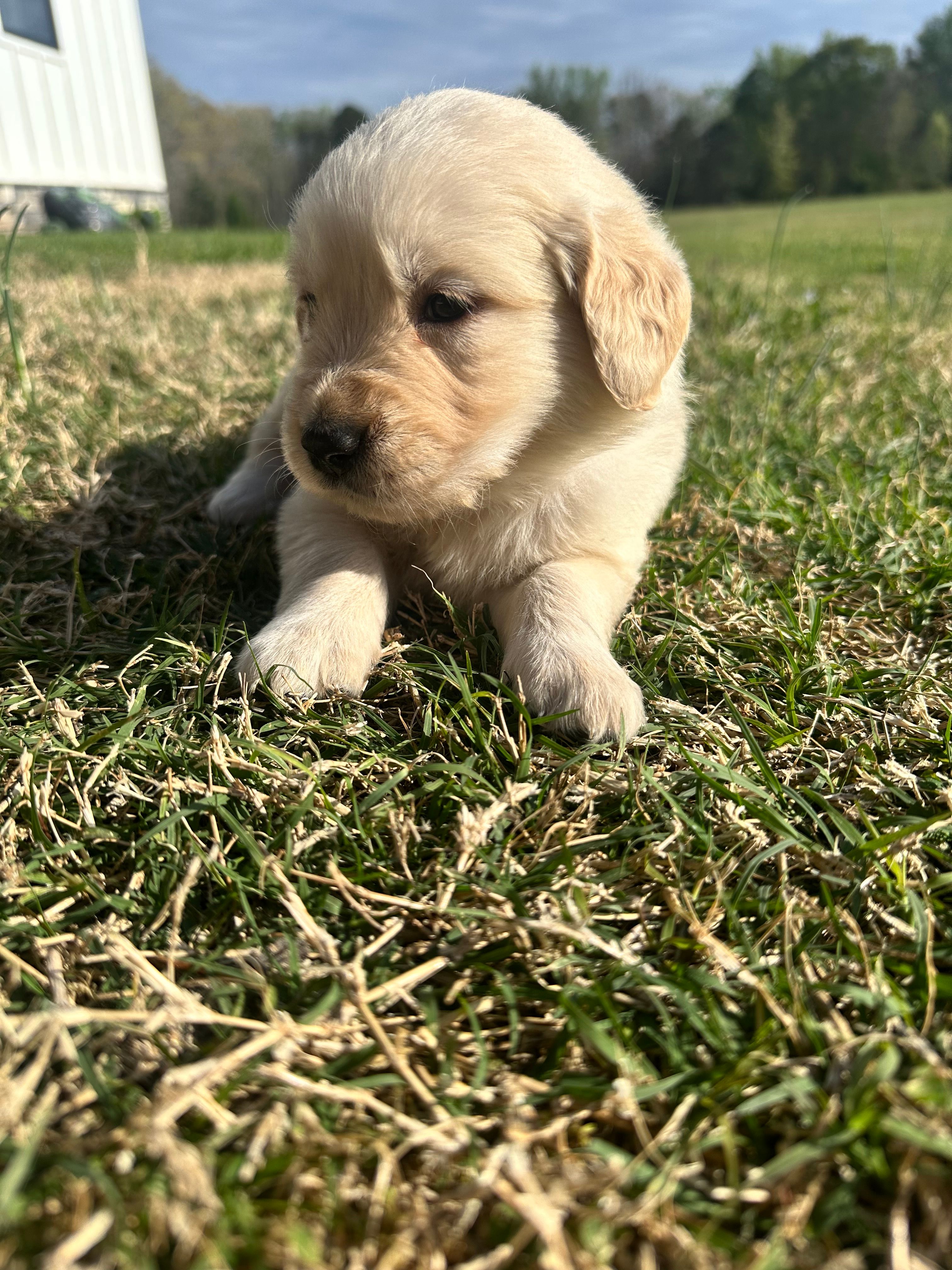 Lucy – English Cream Golden Retriever puppy for sale in Pelzer, SC