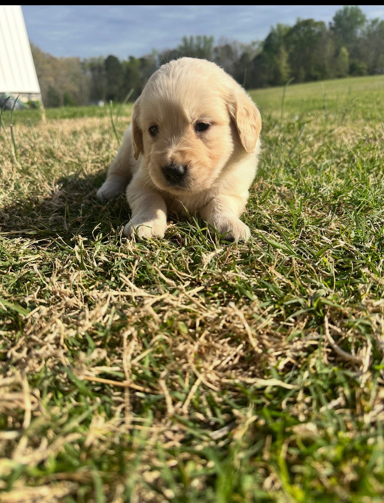 Bella  – English Cream Golden Retriever puppy for sale in Pelzer, SC
