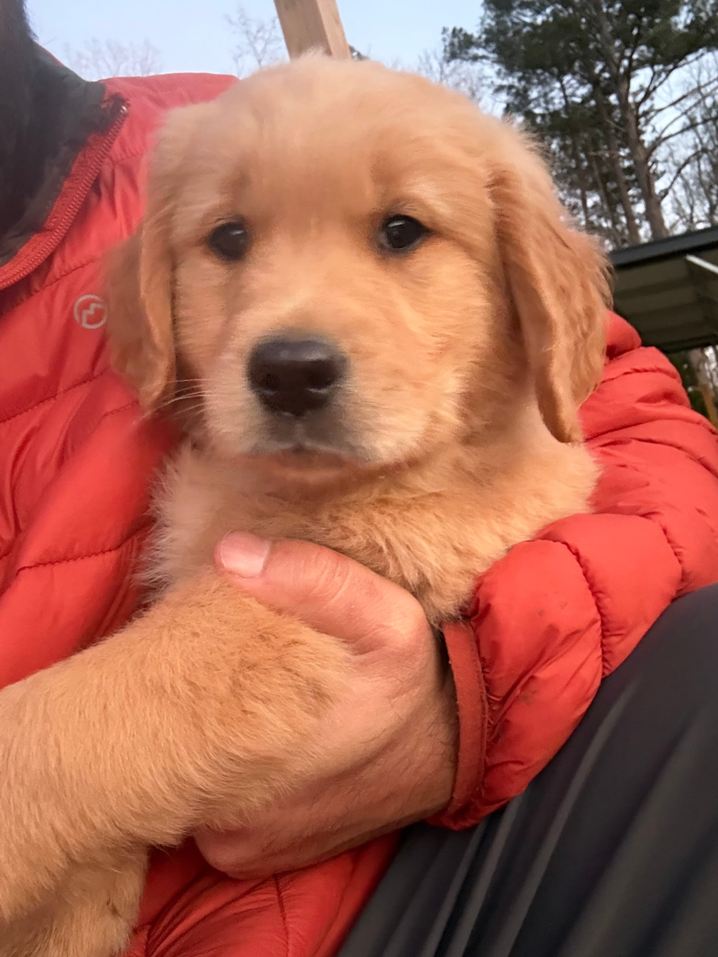 Thunder  – Golden Retriever puppy for sale in Pelzer, SC
