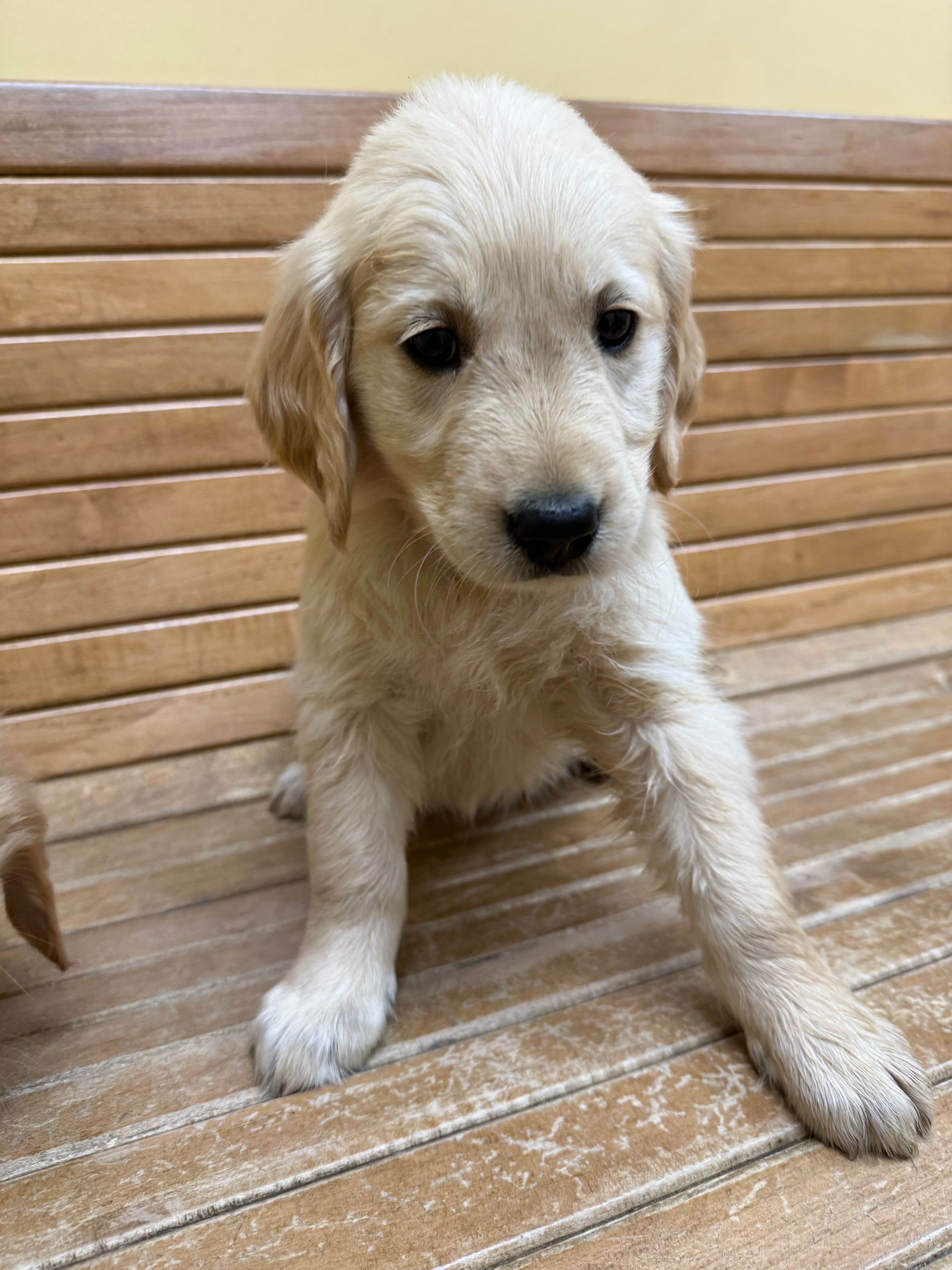 Lucy – English Cream Golden Retriever puppy for sale in Pelzer, SC