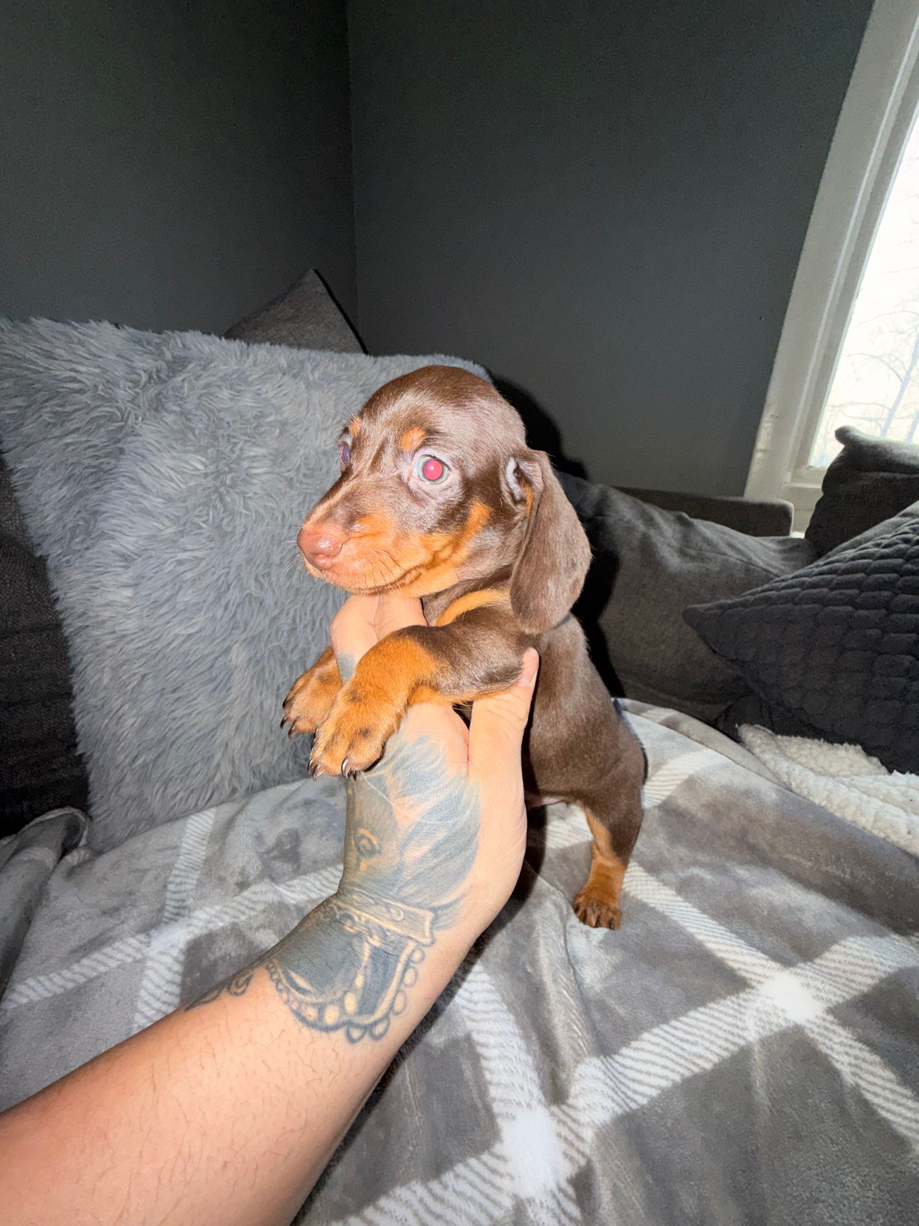 Henny – Miniature Dachshund puppy for sale in Johnston, RI