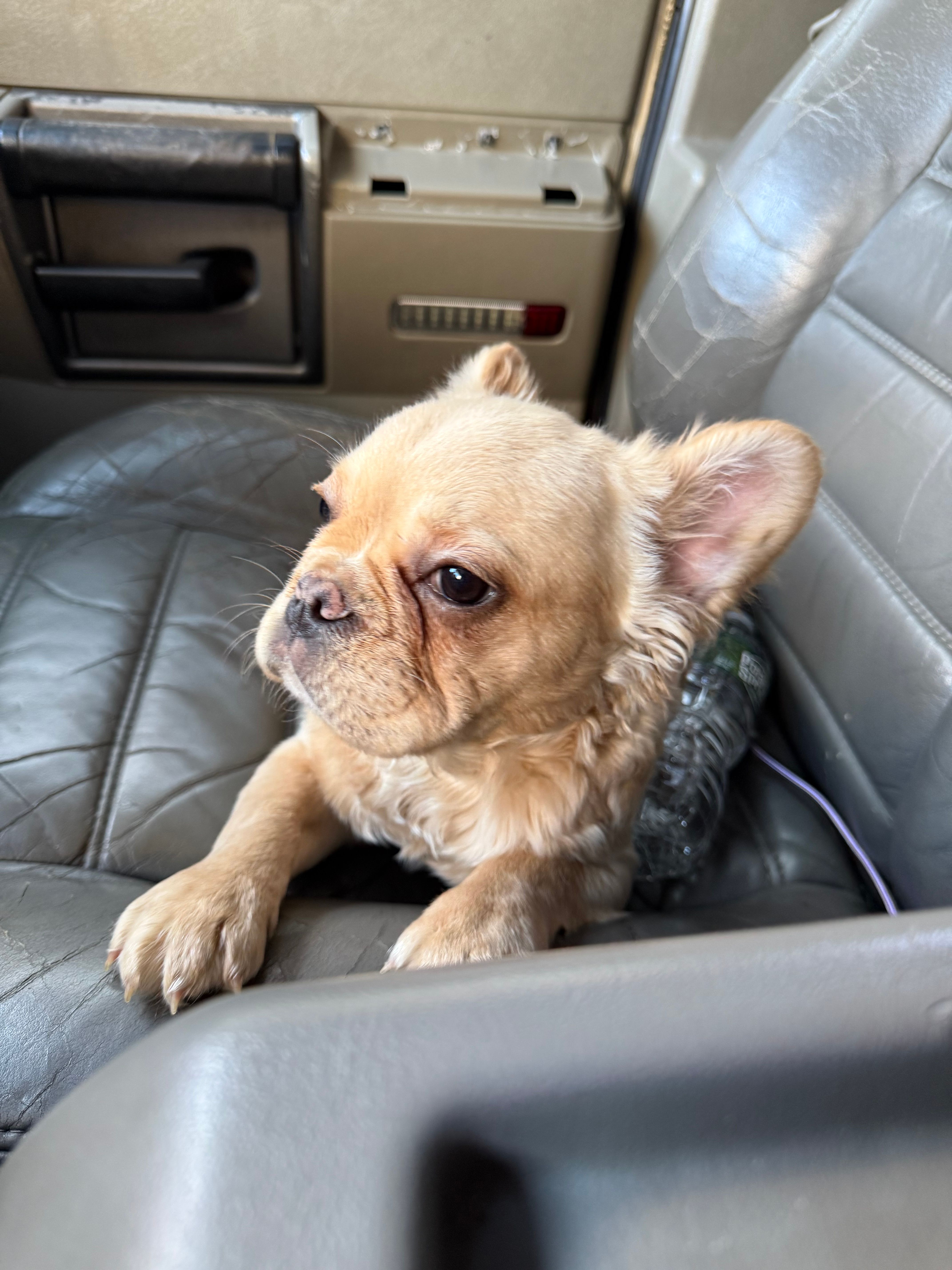 Princess  – French Bulldog puppy for sale in Johnston, RI