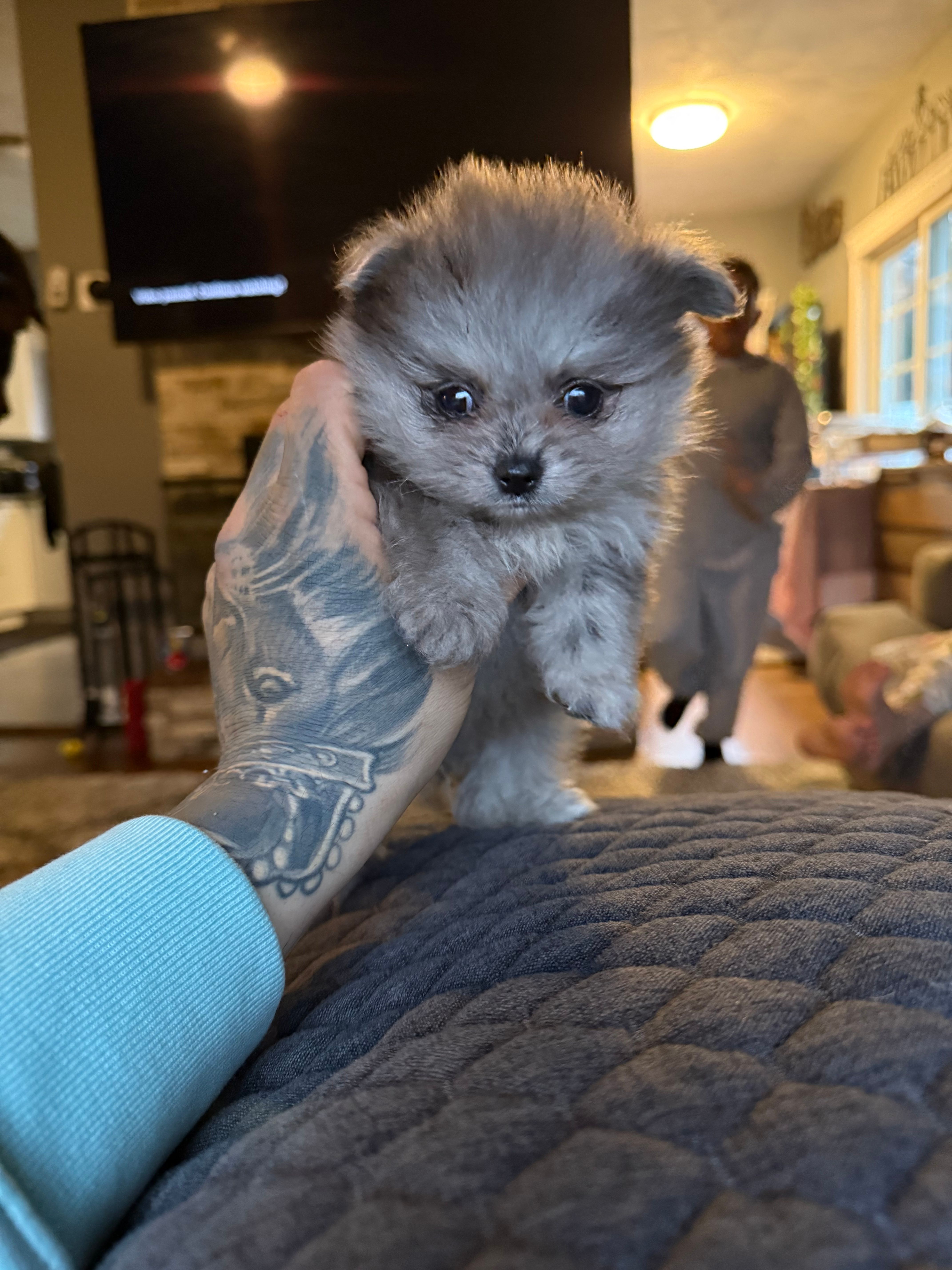 Diesel – Pomeranian puppy for sale in Johnston, RI