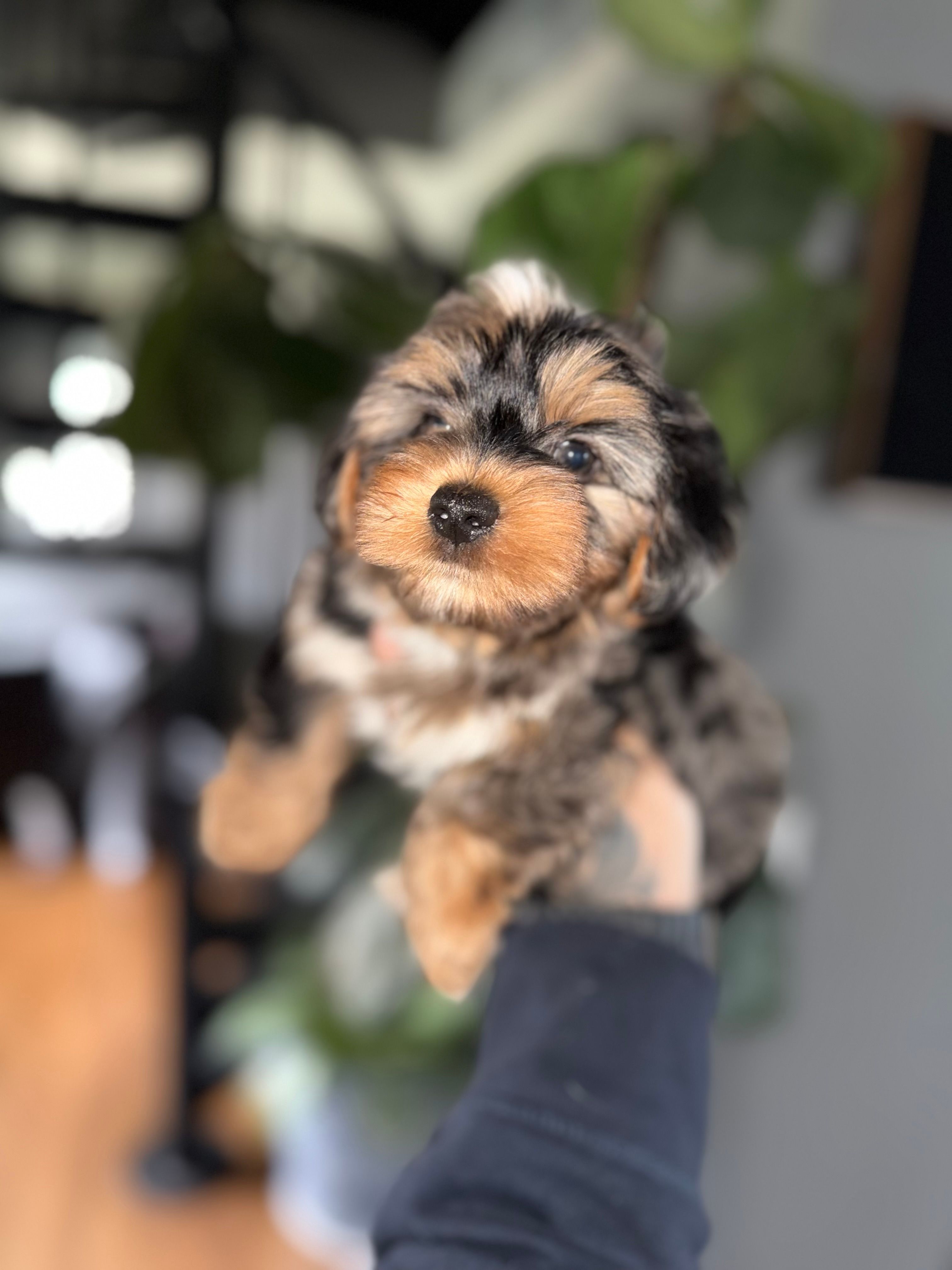 Brodie  – Yorkshire Terrier puppy for sale in Johnston, RI