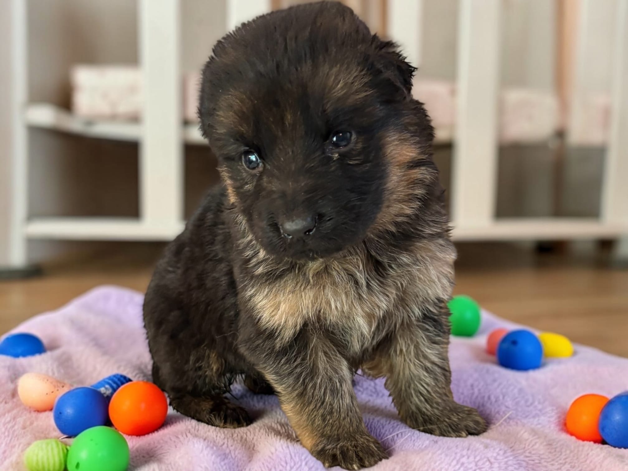 Violet – German Shepherd Dog puppy for sale in Beaverdam, VA