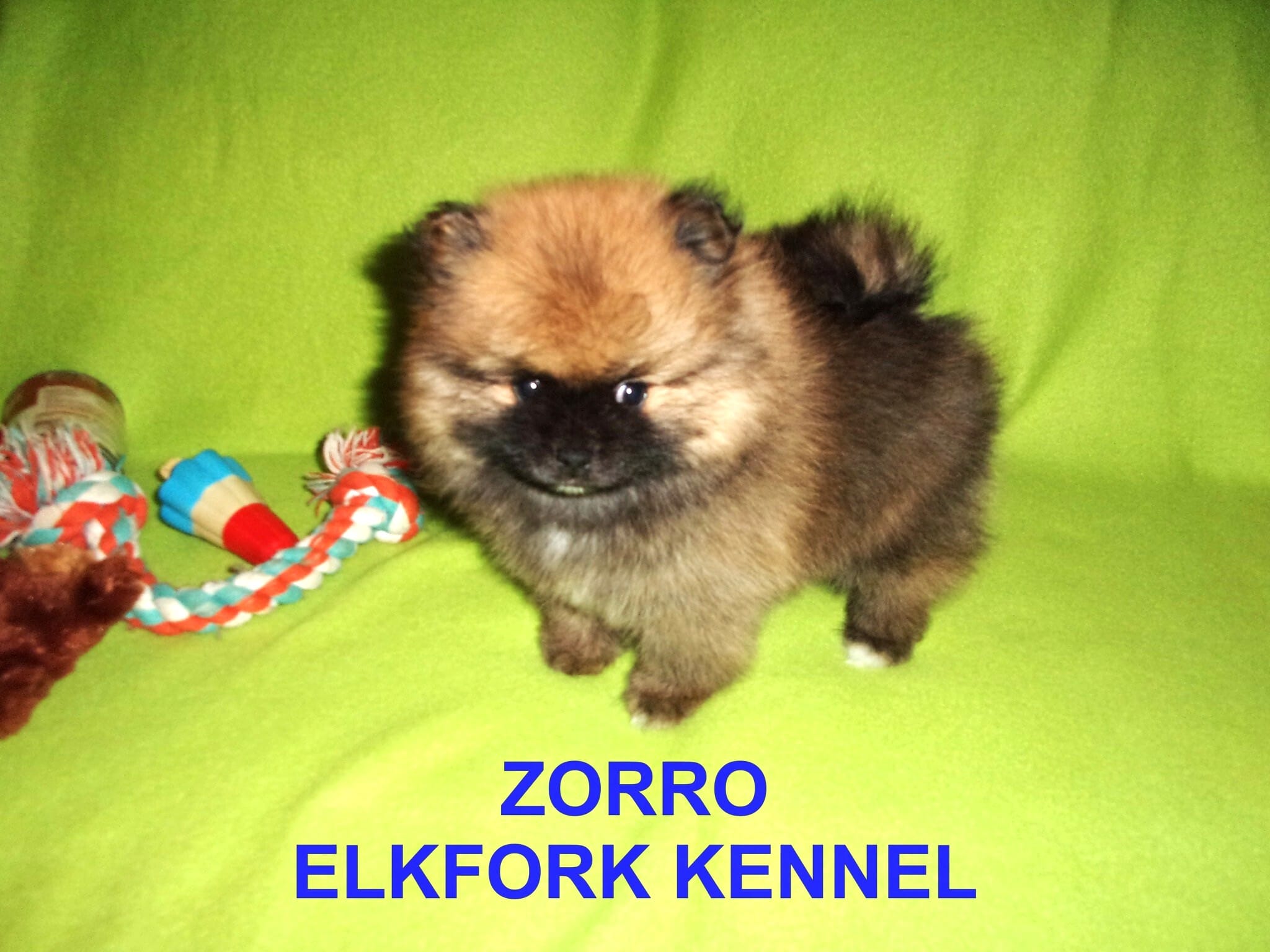 ZORRO – Pomeranian puppy for sale in Paris, MO