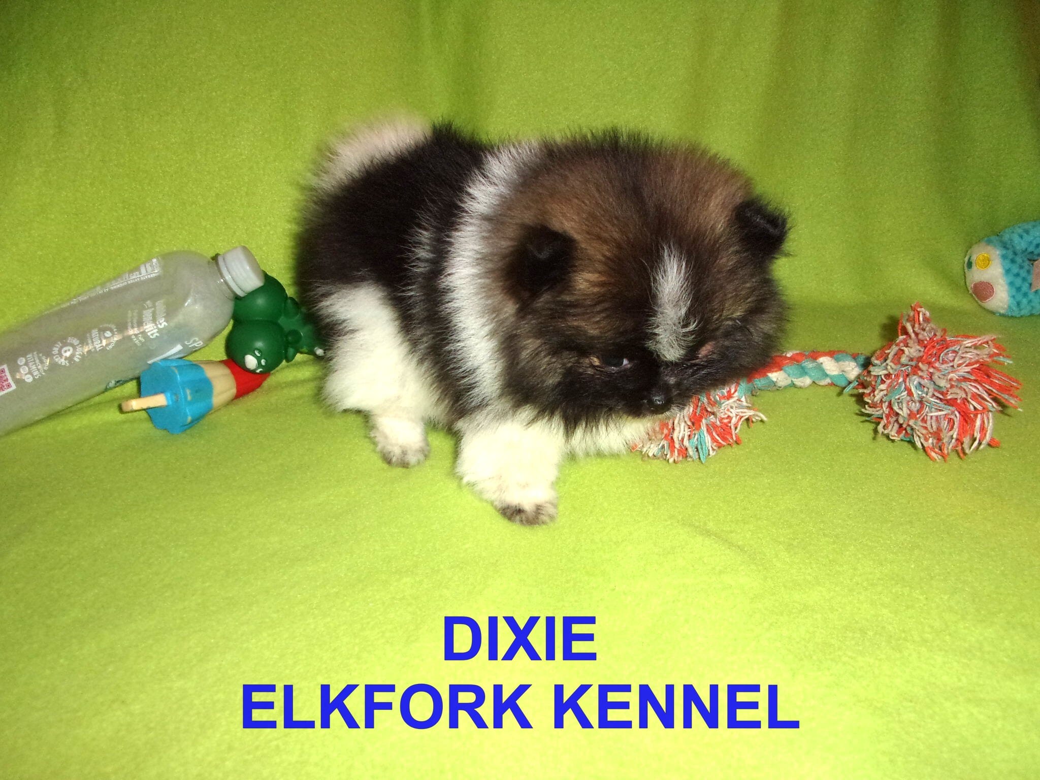 DIXIE – Pomeranian puppy for sale in Paris, MO