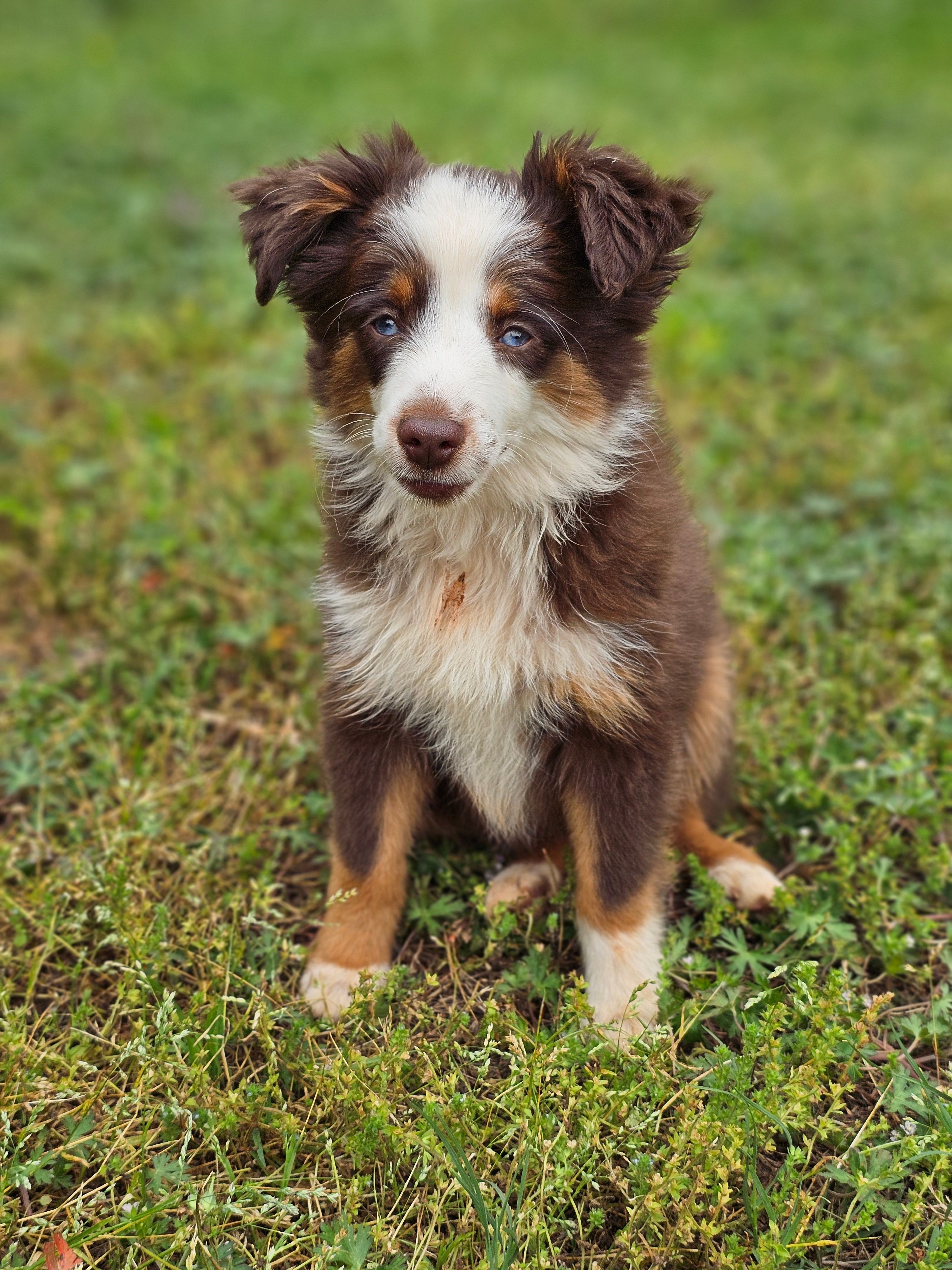 BET Mason – Toy Australian Shepherd puppy for sale in Haddock, GA