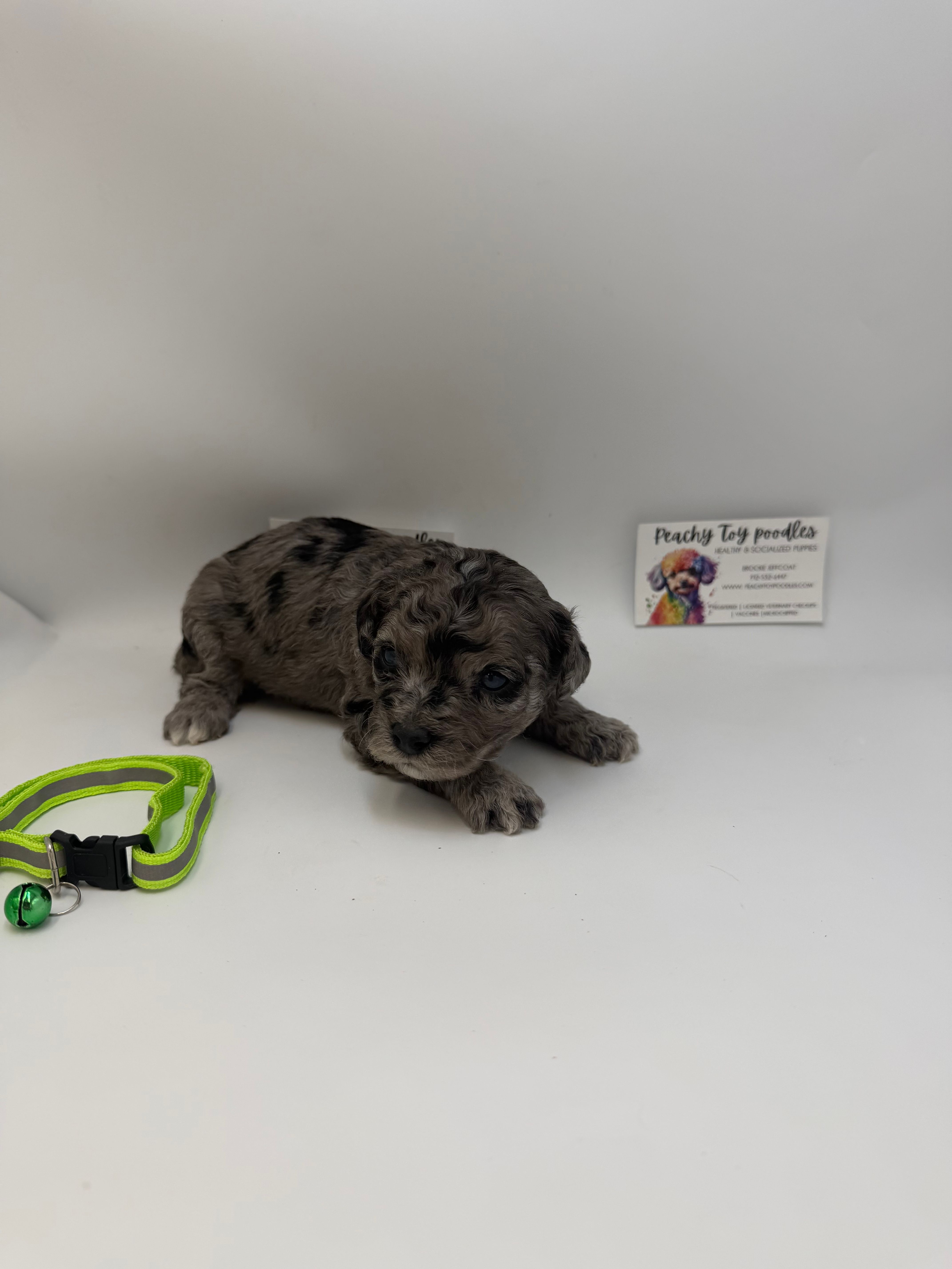 Merle male – Poodle - Toy  puppy for sale in Lyons, GA