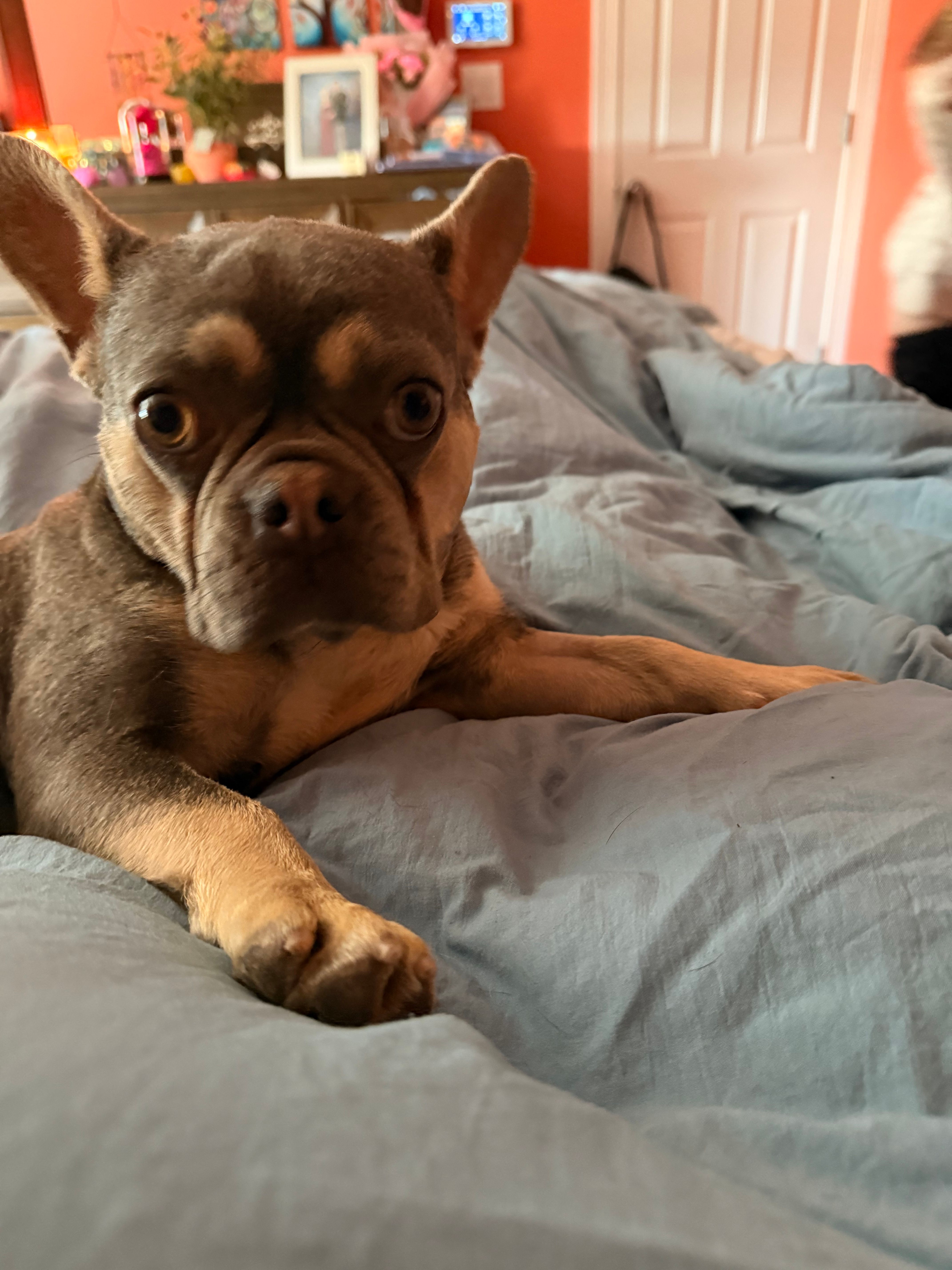 Butterscotch aka doughdough – French Bulldog puppy for sale in Fayetteville, NC
