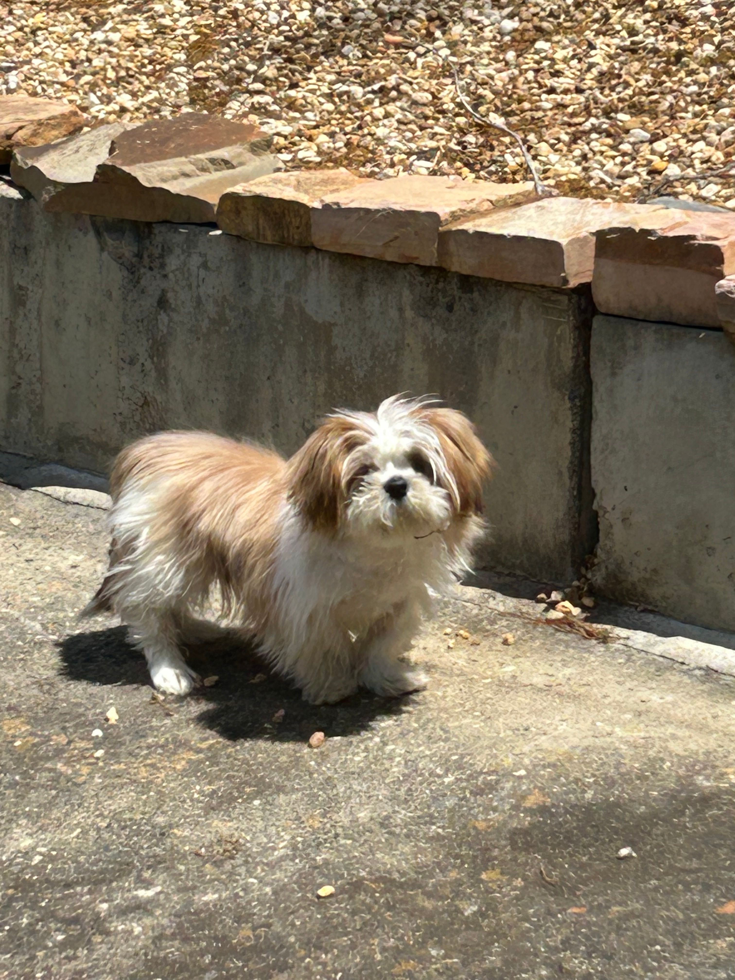 Browny – Shih Tzu puppy for sale in Marietta, GA