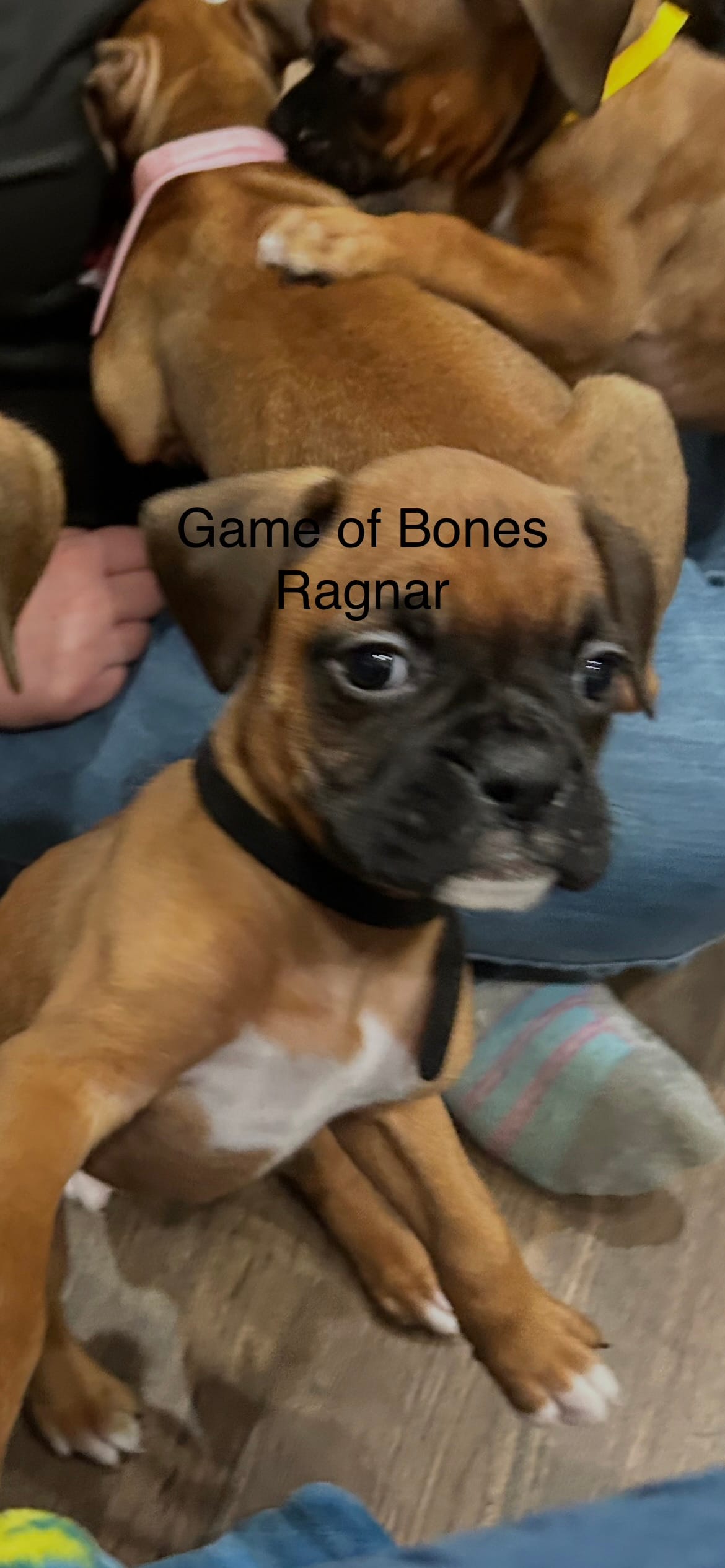 Ragnar – Boxer puppy for sale in Bristol, TN