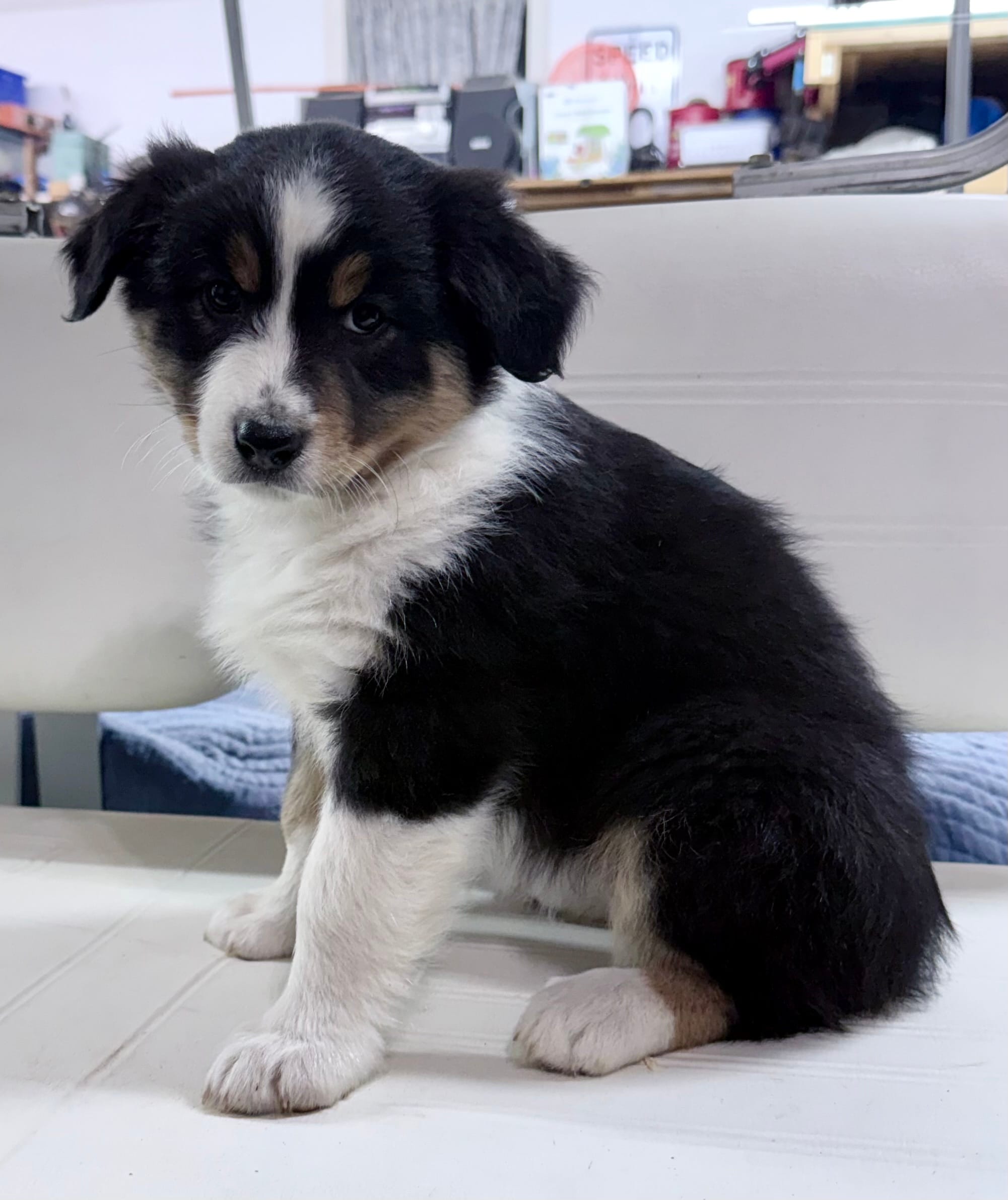 Sami – Australian Shepherd puppy for sale in Vicksburg, MI
