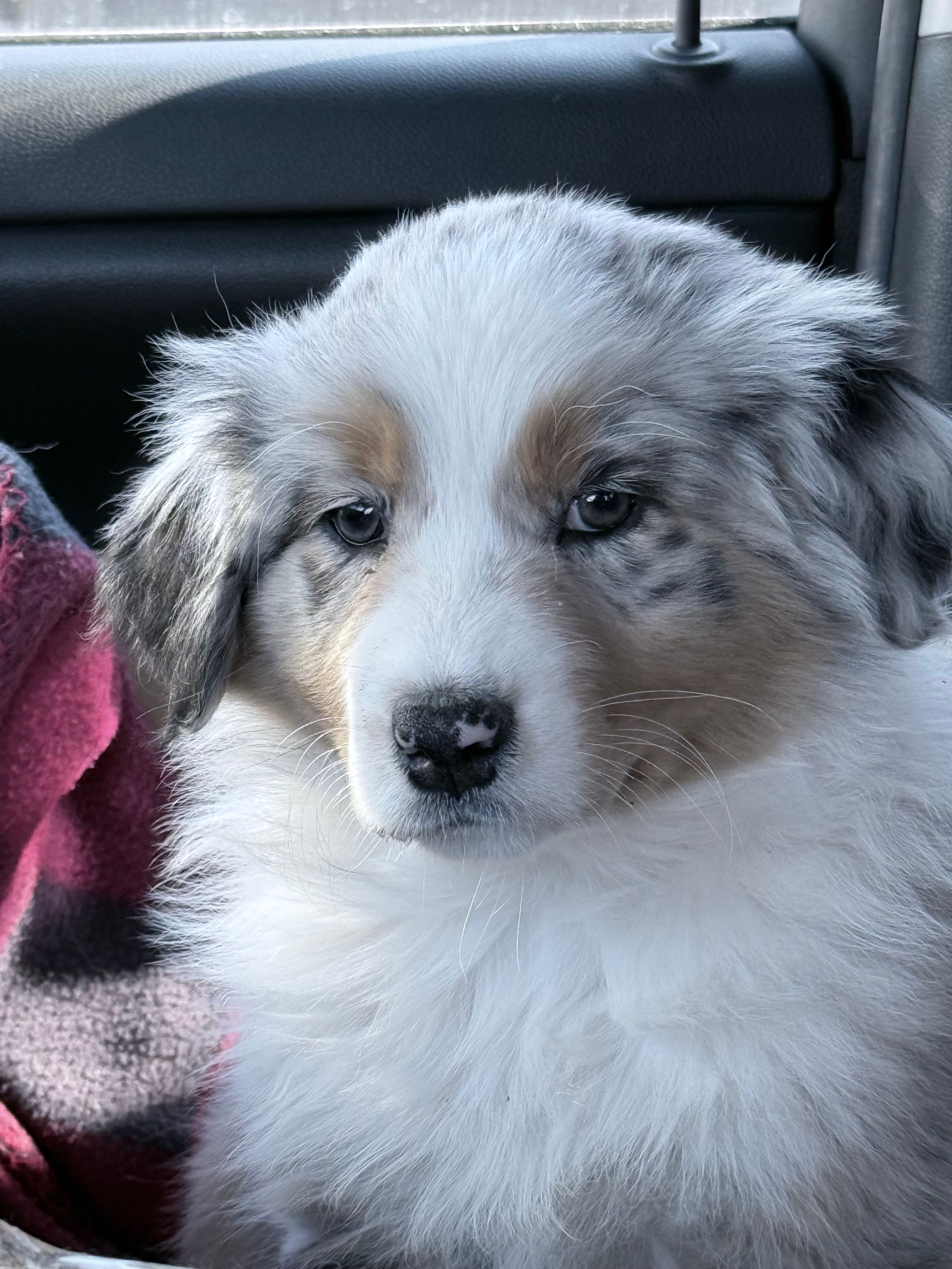 Bri – Australian Shepherd puppy for sale in Vicksburg, MI