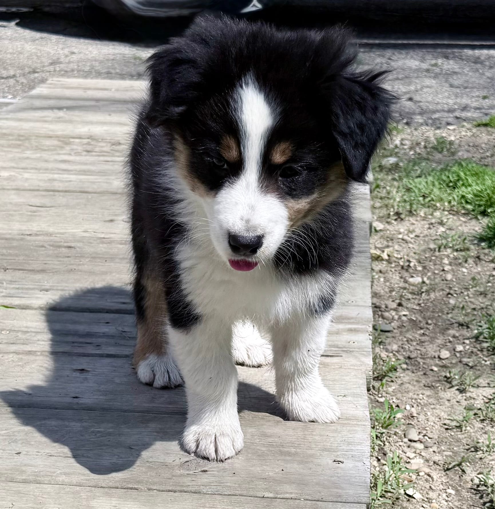 Charlie – Australian Shepherd puppy for sale in Vicksburg, MI