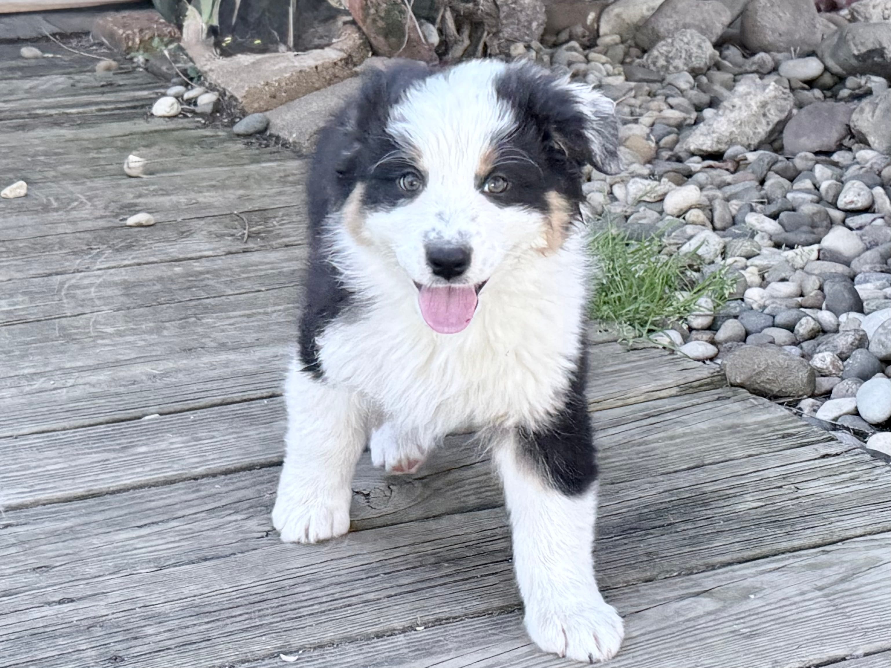 Katie – Australian Shepherd puppy for sale in Vicksburg, MI