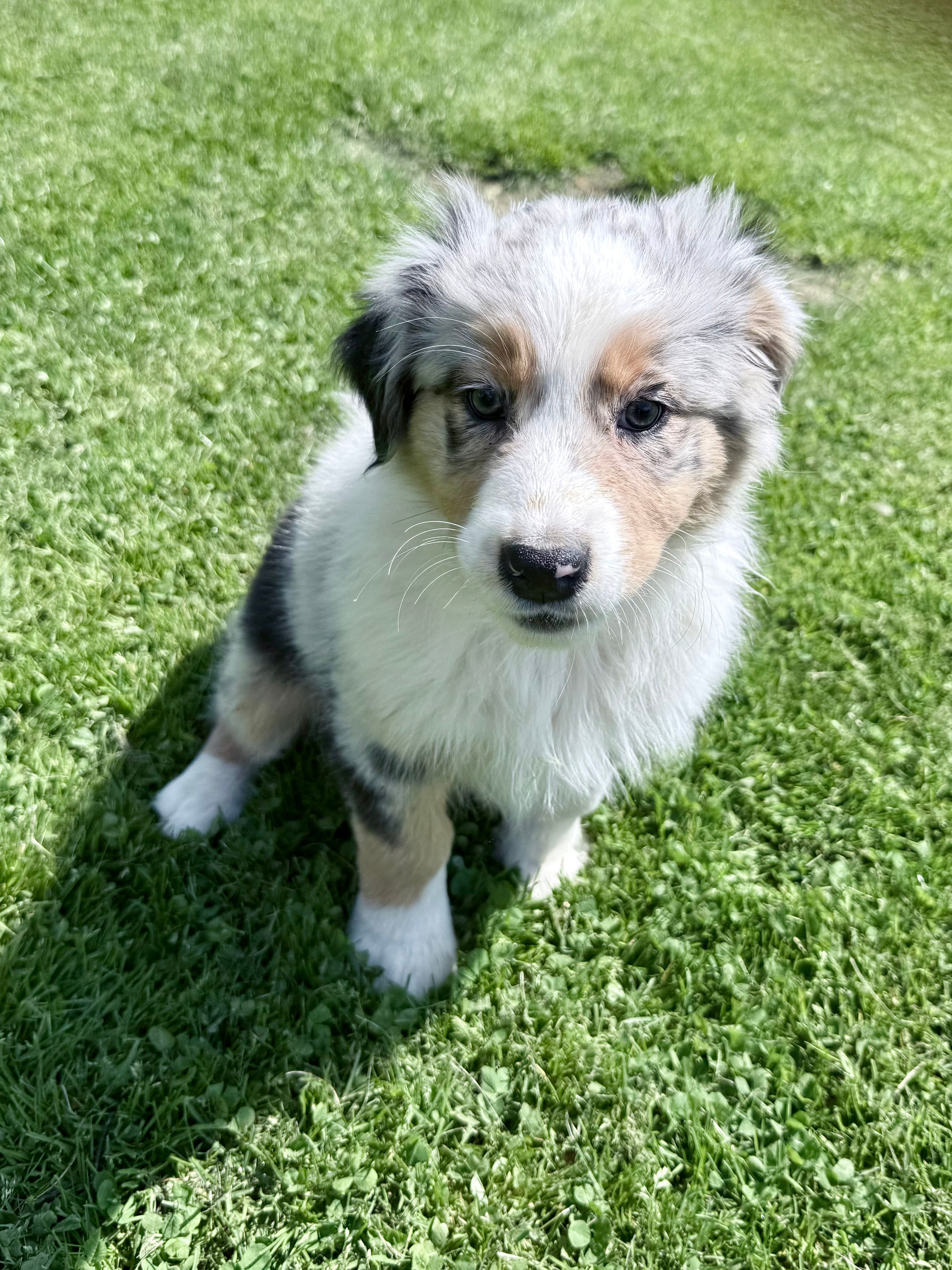 Bri – Australian Shepherd puppy for sale in Vicksburg, MI