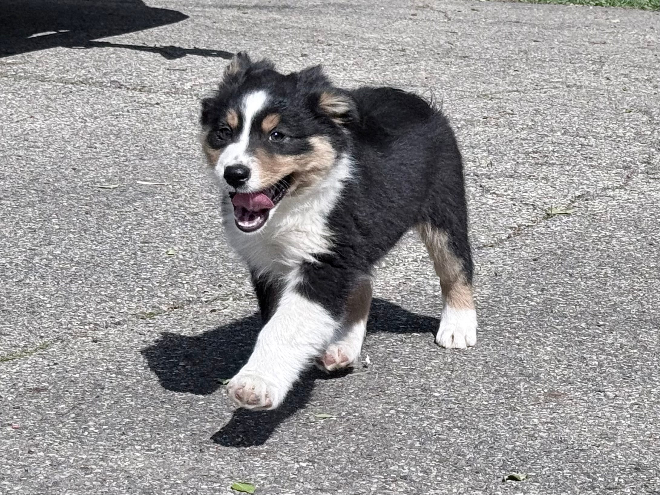 Sami – Australian Shepherd puppy for sale in Vicksburg, MI