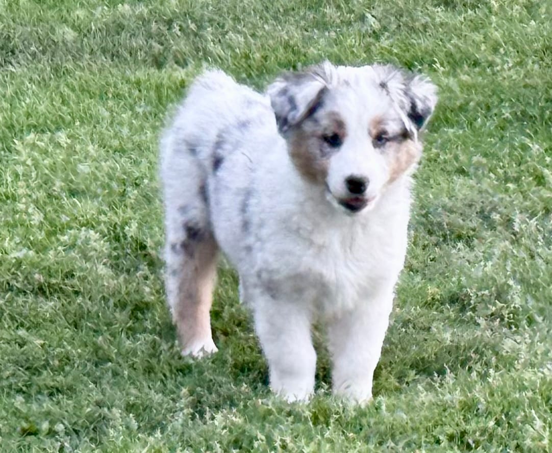 Kammi – Australian Shepherd puppy for sale in Vicksburg, MI