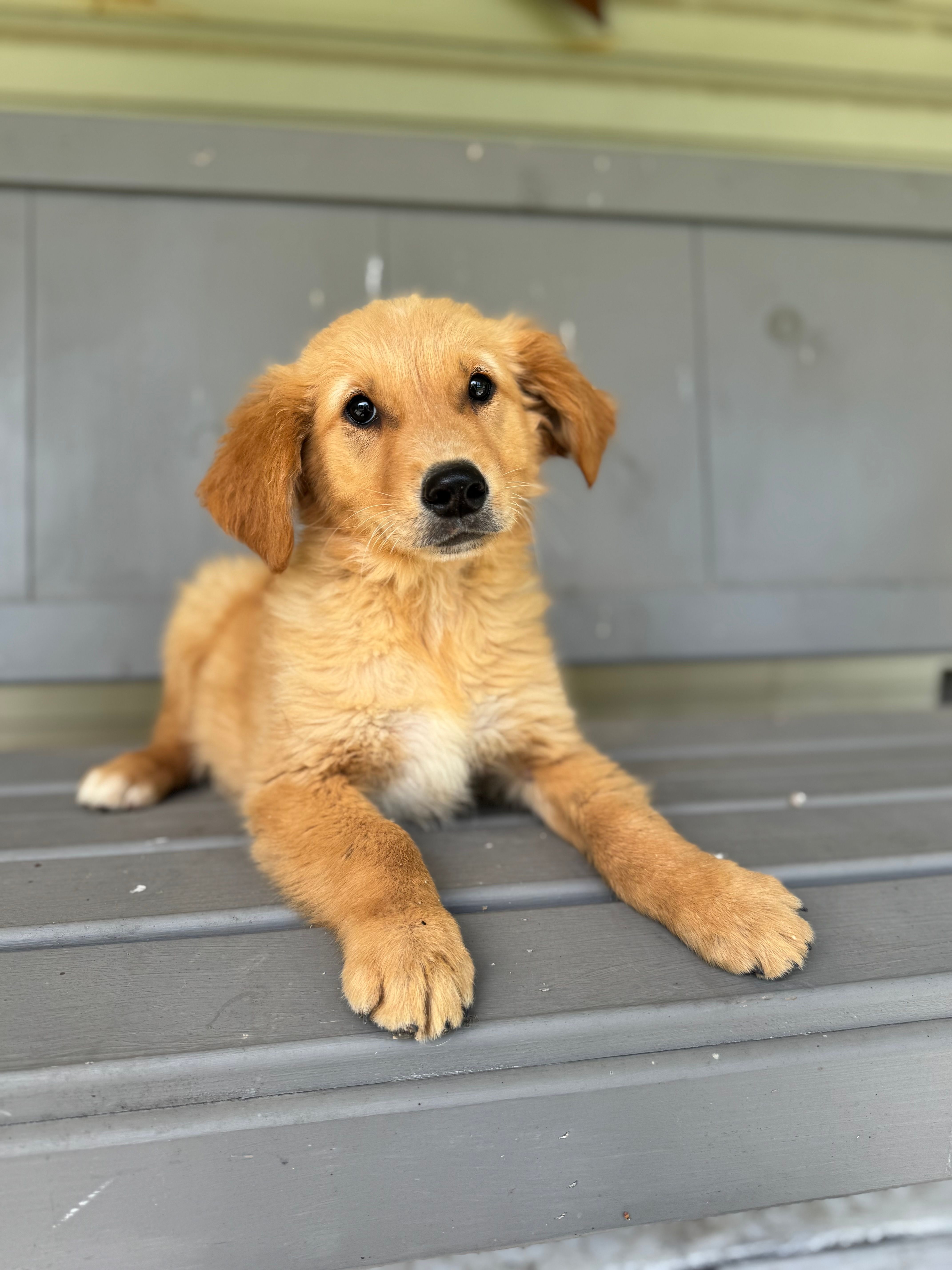Boyd – Golden Retriever puppy for sale in Cabool, MO