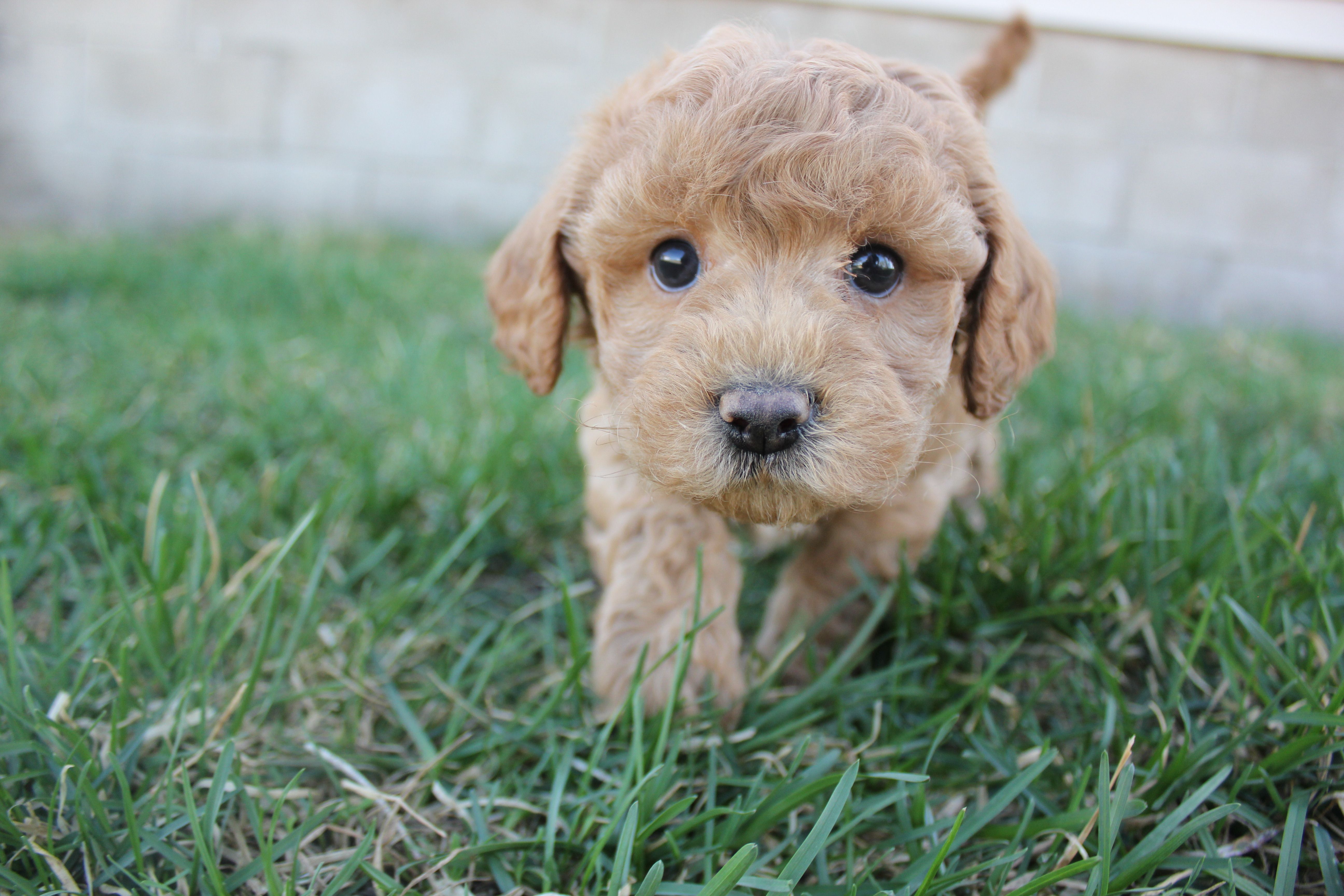 Iris – Poodle - Toy , Cavachon puppy for sale in Rock Valley, IA