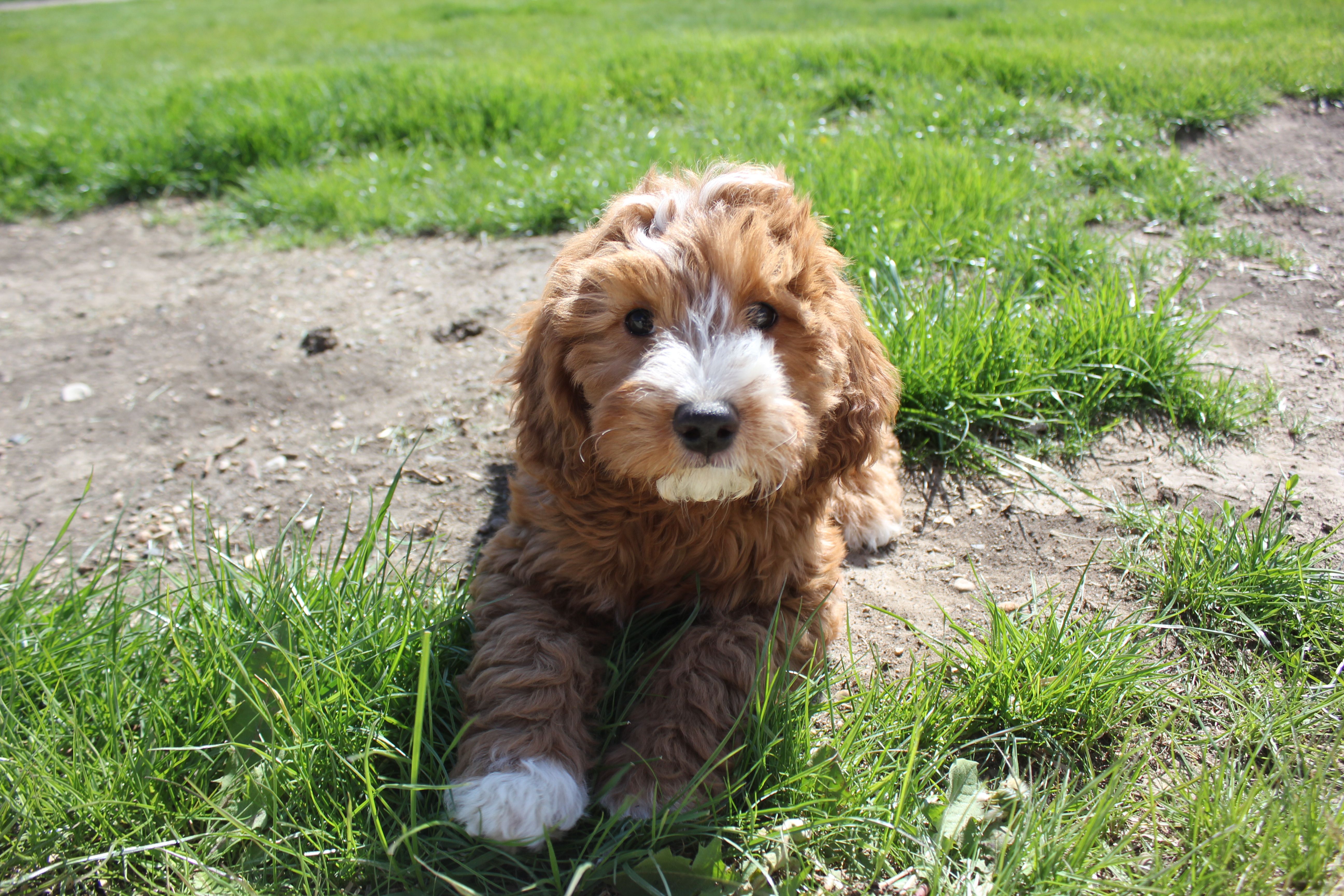 Poppy – Cavapoo, Poodle - Miniature  puppy for sale in Rock Valley, IA