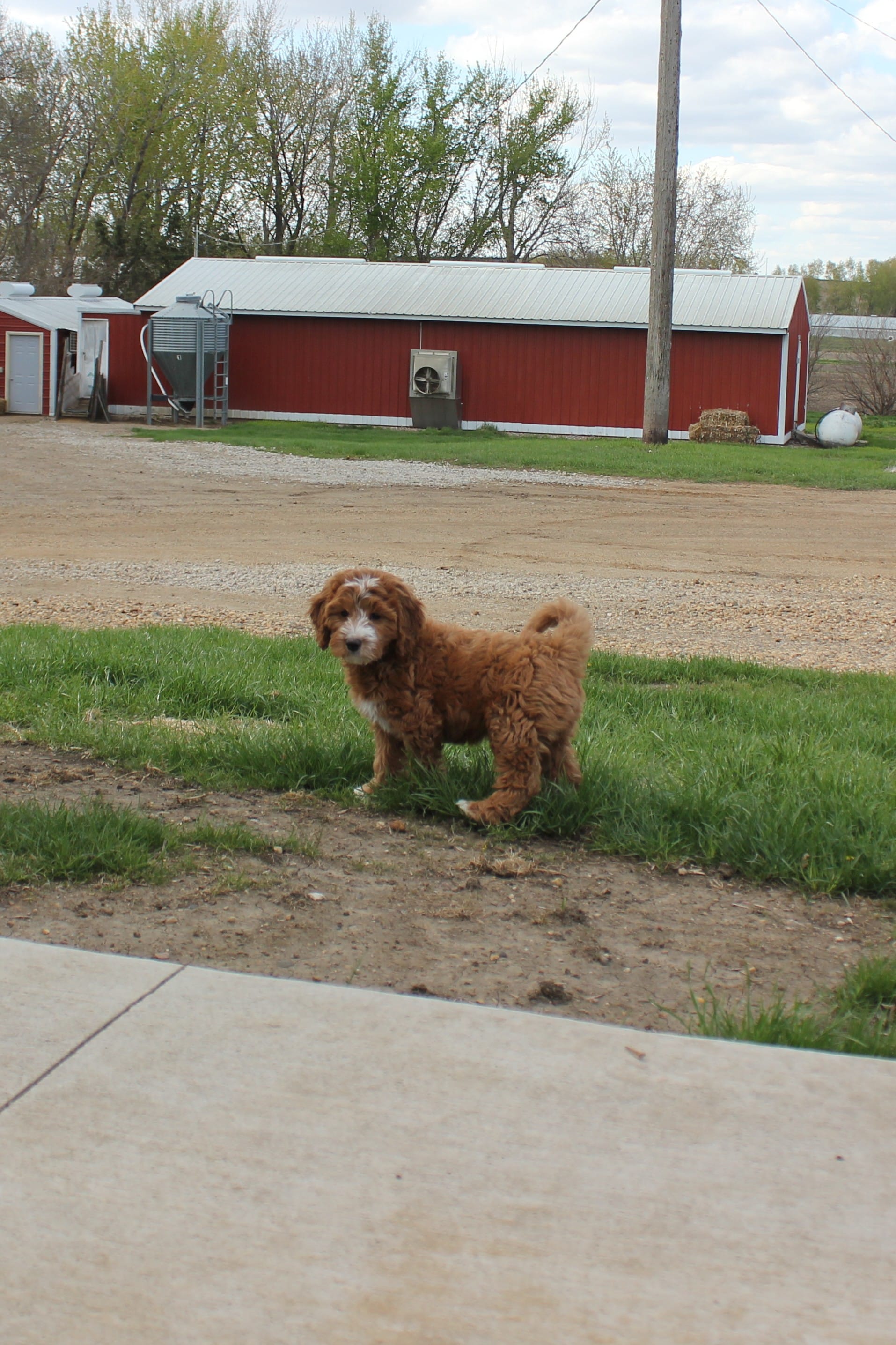 Poppy – Cavapoo, Poodle - Miniature  puppy for sale in Rock Valley, IA