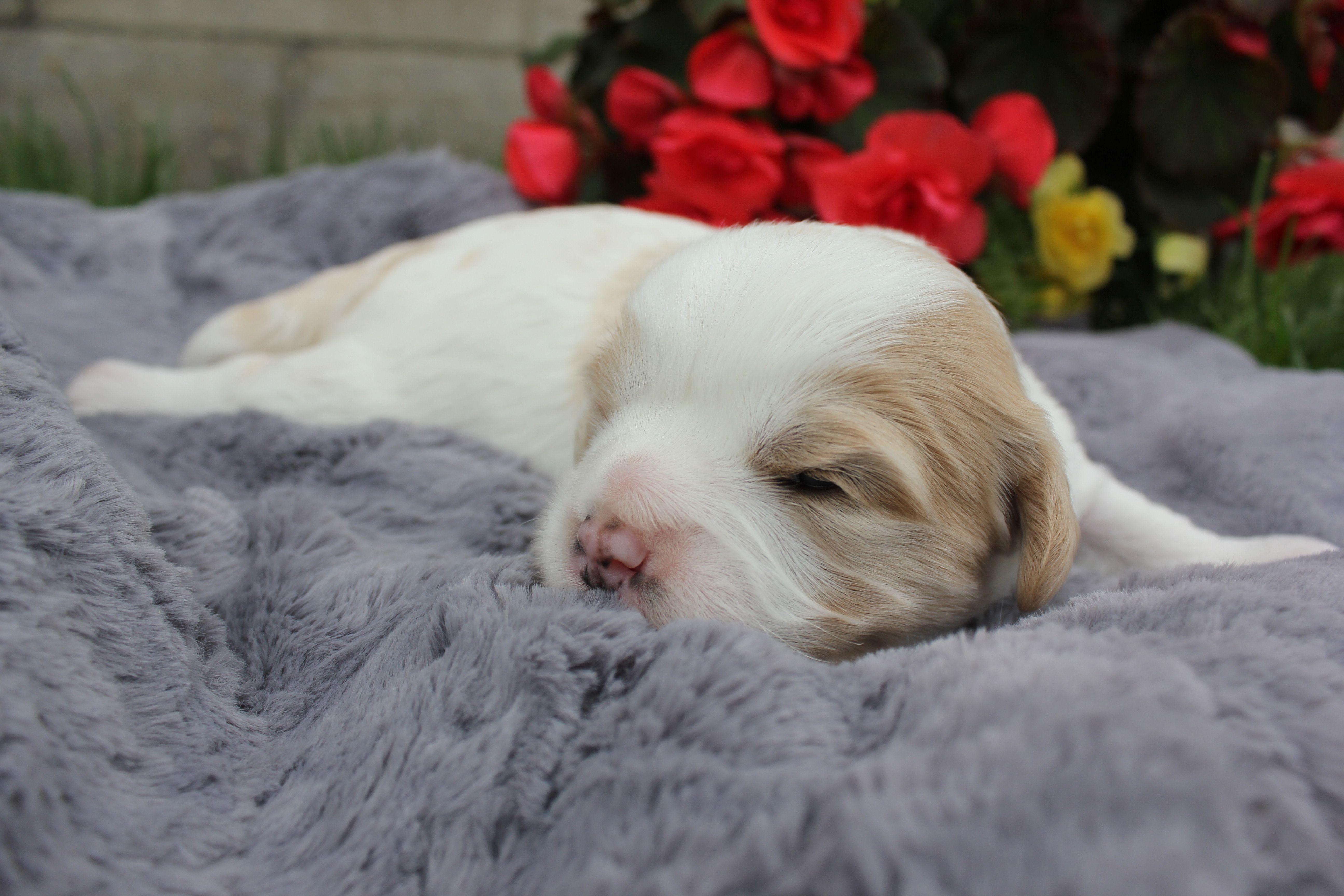 Apollo – Cavachon puppy for sale in Rock Valley, IA